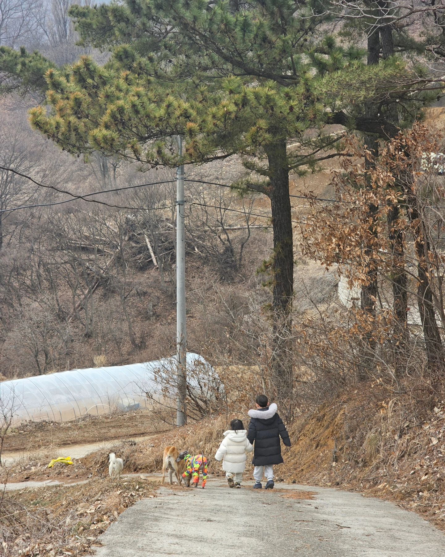 #설연휴기록

혀니가 방학동안 하고싶다던 등산!
멍뭉이들 잔뜩끌고 함께 ❤️

야호 소리도 실컷 지르고
멧돼지 흔적도 찾아보기

귀요미 사촌동생들 눈높이에서
재밌는 풍선놀이도 실컷하고
돌탑쌓고 소원도 빌기

집에와서 내내 아쉽다는데
피곤해하는 부모님 눈치에..
두달뒤쯤 스물스물 또 가야지 😏