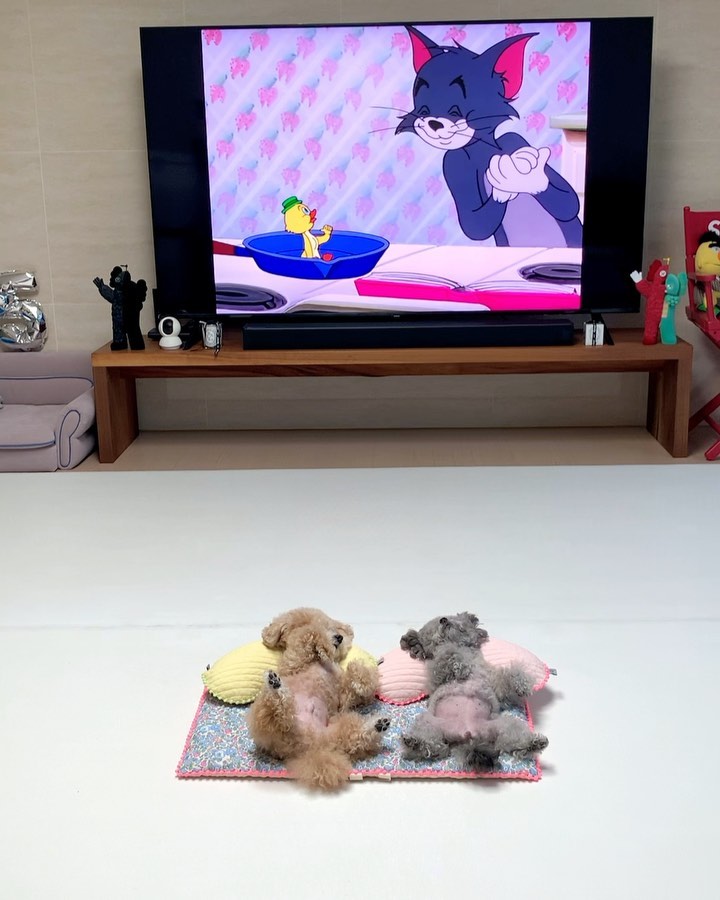 쿠울🐻🐭💕
벌러덩 누워 만화 보다 잠든 꾸꾸들ㅋ
생쥐는 업어가도 모르게 기절했고
코봉이도 금새 잠 들어버림😉🫰🏻

집에서도 밖에서도 이쁜게 최고🫶🏻
너무 이쁘고 휴대 하기도 편한 산책매트랑 쿠션💘
패턴도 컬러도 여러가지라 고르는 재미까지🫢
더 현대 입점, 판교 현백 9일까지 🪄
우리가 모델 했으니까 묻지도 따지지도 말고 강추닷ㅋ🤍
adorn_at_home 

#톰과제리꾸꾸 #앙숙남매 #댄스왕코봉 #악동생쥐
#어던엣홈 #어던펫 #강아지매트 #산책매트 #강아지쿠션