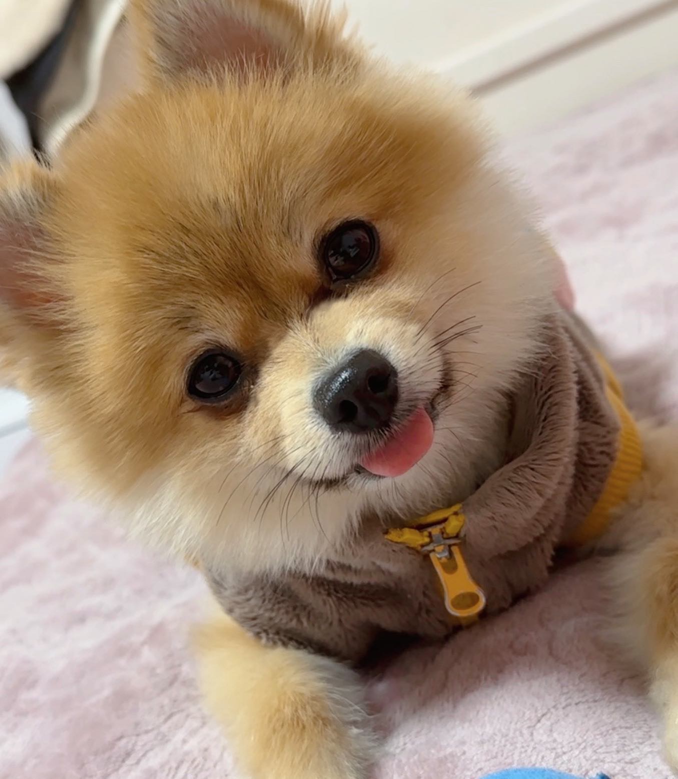나 좀 귀여운 듯 ㅋ🐶