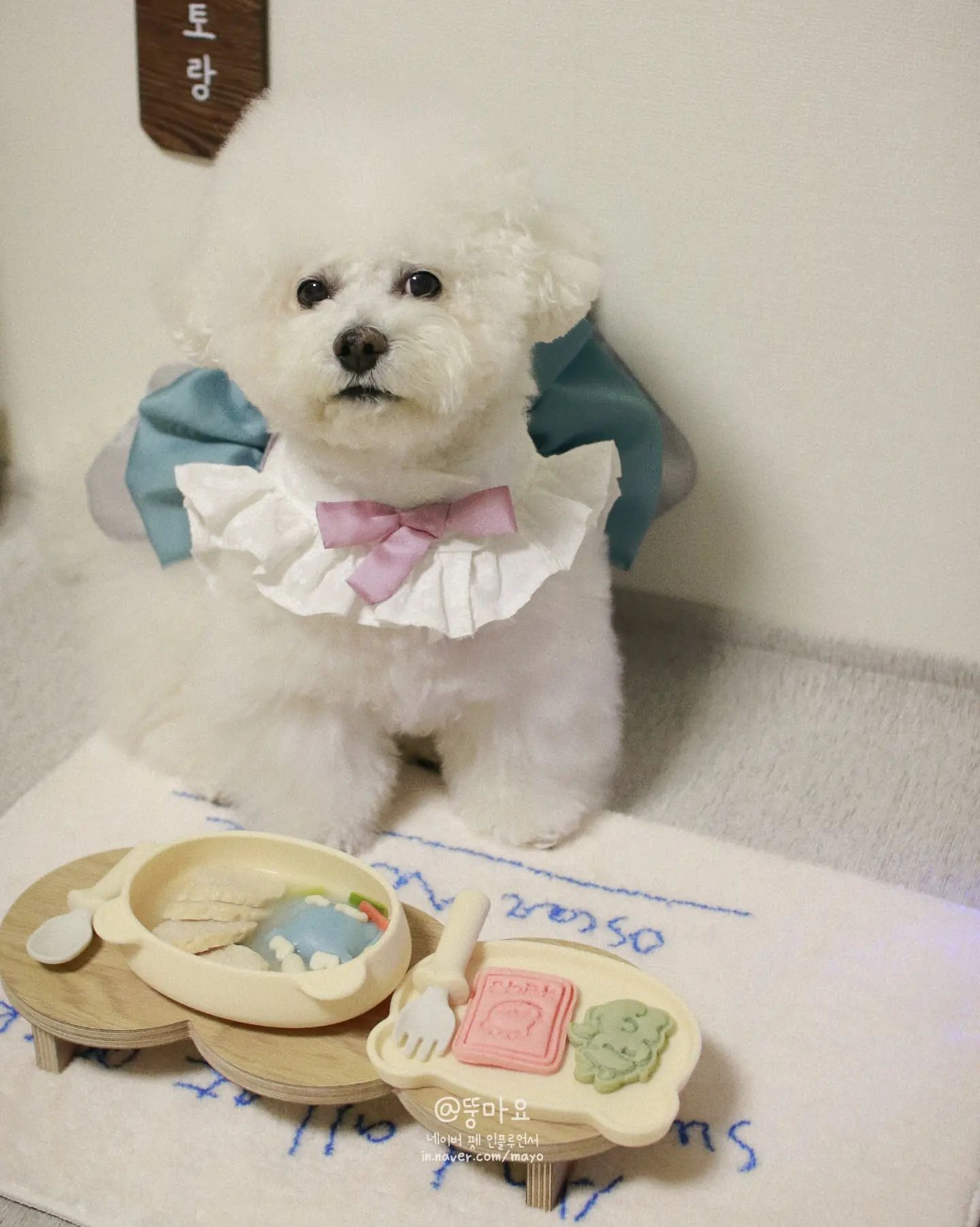 떡국먹고 한살 더 먹어쩌
나 이제 열살이래🩷
댕댕이 견생은 열살부터 아니게쏘?
이모삼튠들 새해 복 많이 받으세요😍

#청룡떡국 #댕쏘스윗 #강아지수제간식
근데 체중은 그대로 인데 한복이 왜 끼는거 같지..?
마요 살찌면 앙대......😢
#강아지한복 은 #도기앤미 #한복하네스