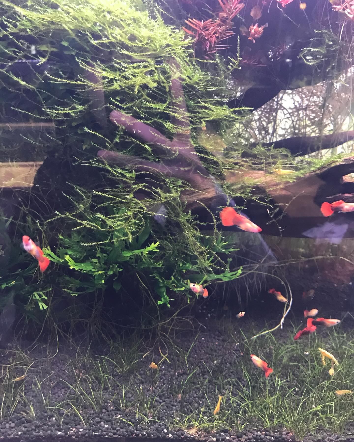🎣🐠