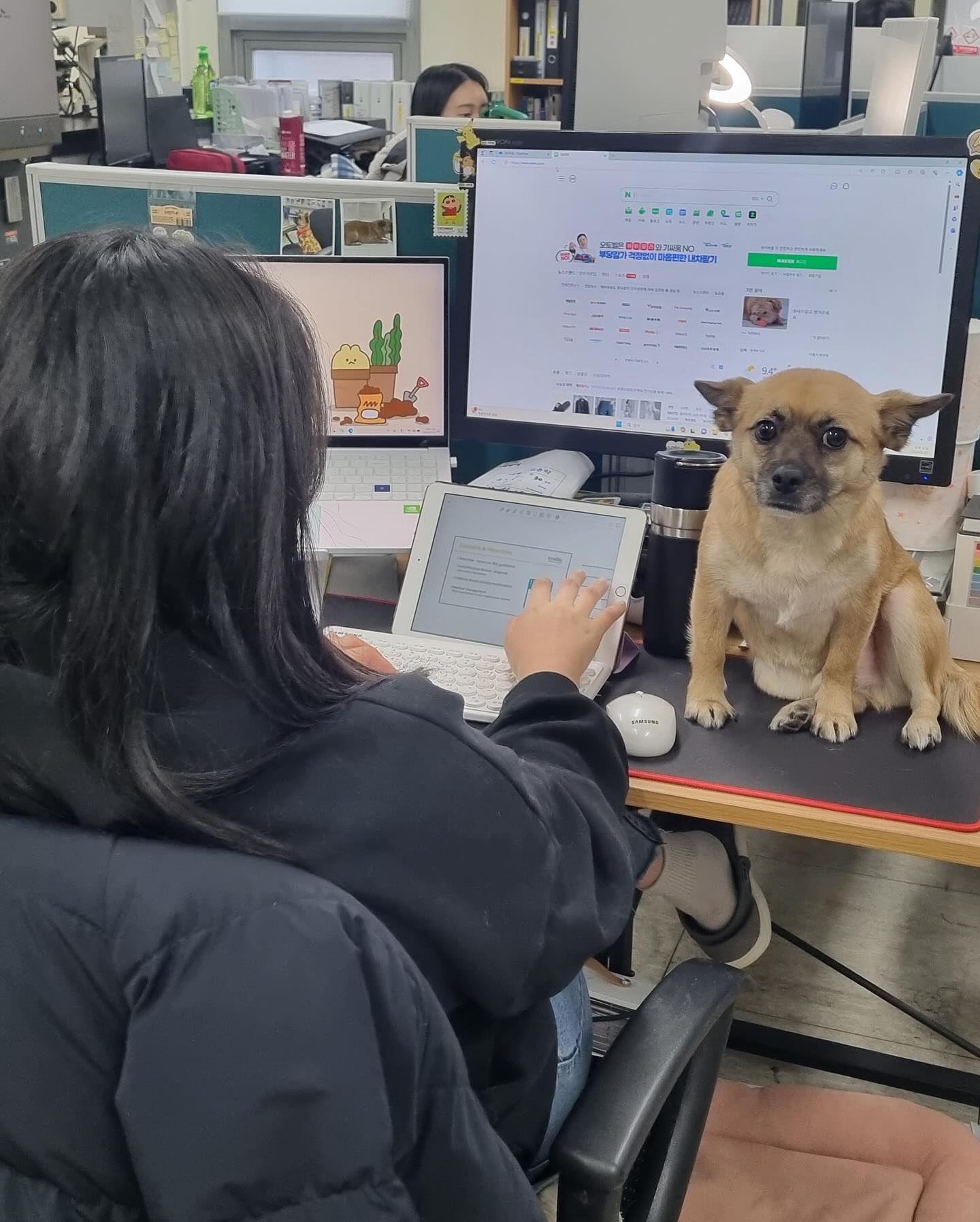 고양이 녹두🙃

날 내려라 닝겐🐶

#멍팔맞팔 #출근멍 #workingdog