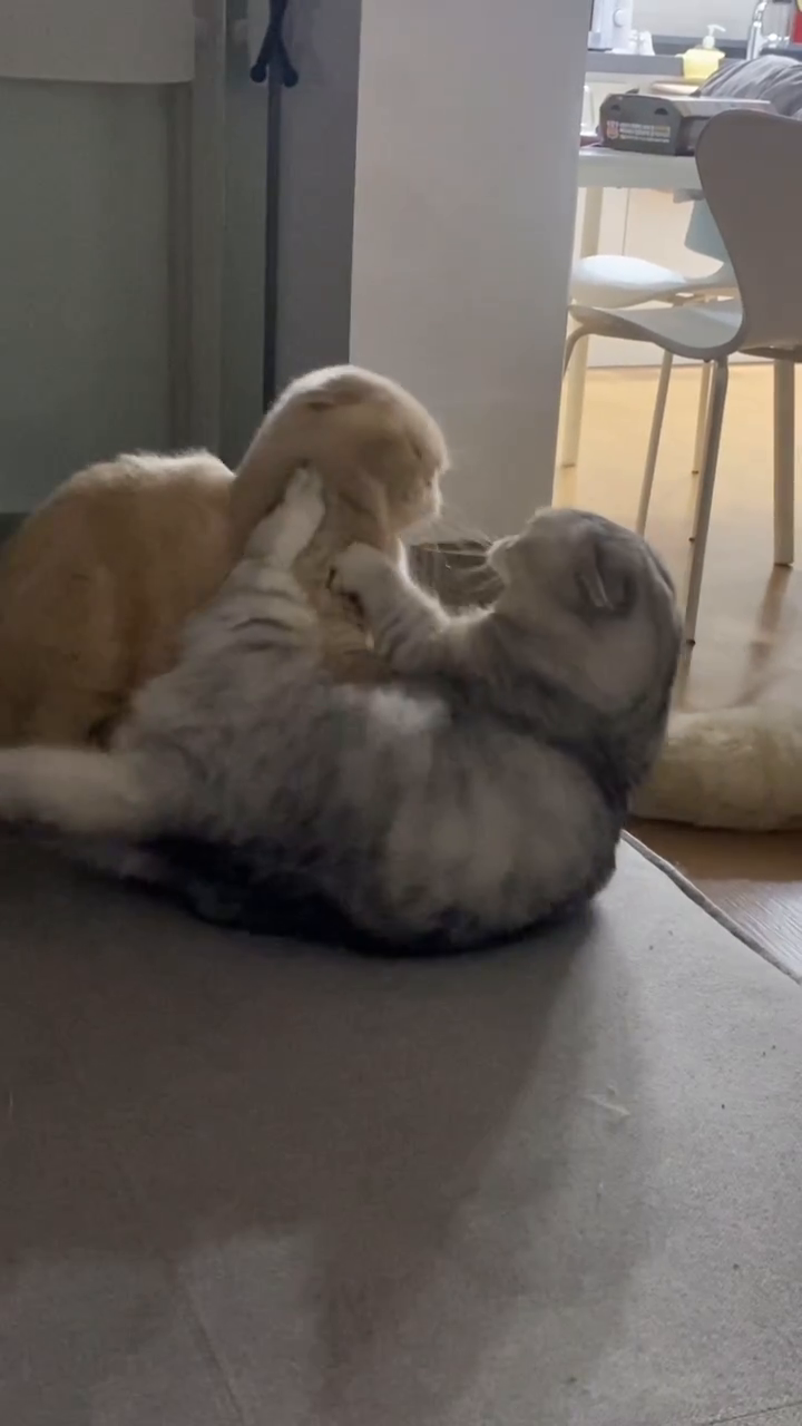 집사 UFC 환장💥💥
리치 짧은 애들 격투가 더 짜릿한거 아시나요..?
절묘한 드라마 브금과 정체를 알 수 없는 사운드,,
망태야..눈을 뜨고 싸워야지..👁️👁️