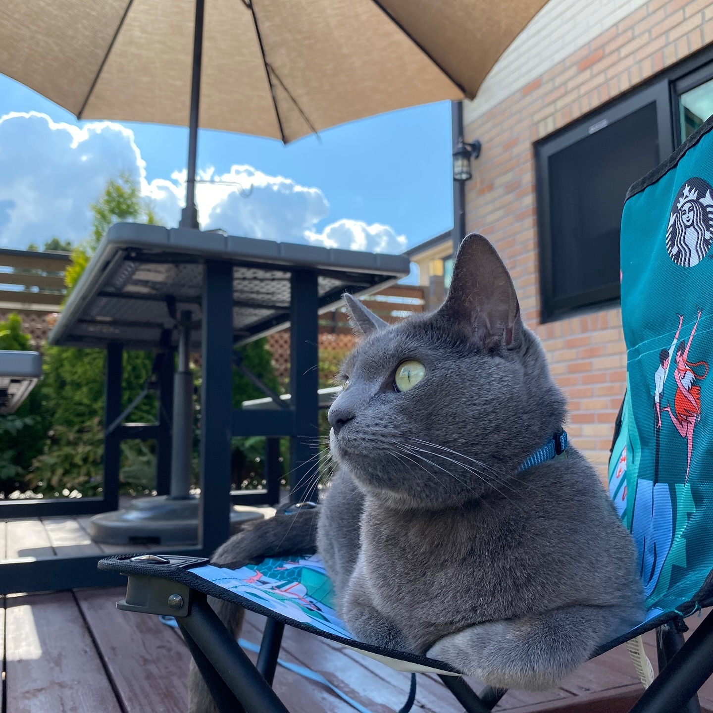 안녕 고양이 친구들아!
오랜만에 피드 올린다옹☀️
나는 아주 아주 잘 지내고 있다옹🐱
난 우리집 마당 구경하는걸 매우매우 좋아해서
자주 마당에서 시간을 보낸다옹💖
마당 밖 외부산책은 안하니까 걱정 말라옹!!!!
마당이지만 집사가 하네스는 꼭 해야한대서 착용중이다옹👌🏻

❗️하겐에서 나온 고양이 전용 하네스 사용중💖
#만두는만두 #고양이 #고양이스타그램 #고양이그램 #고양이일상 #전원주택 #전원주택라이프 #cat #catstagram #catfeed #catlovers #cats_of_world #catlife