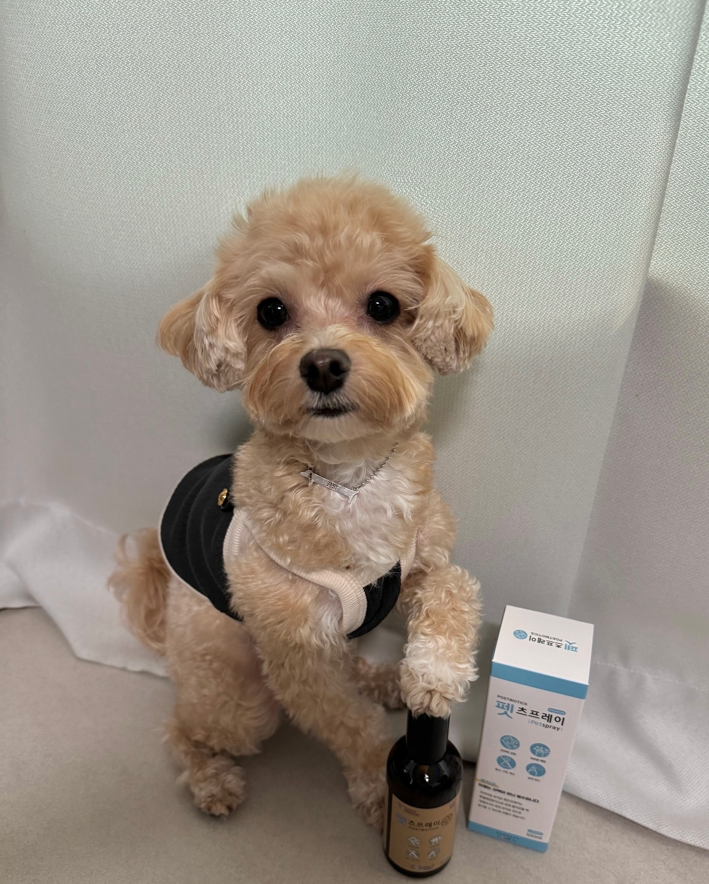 #제품제공 #체험단 
평소에 유산균 필수인 친구들 있을까?🐶
밤이는 하루 정해진 간식에서 조금만 더 먹어도 설사를 하고
배에서 꾸룩꾸룩 소리가 자주 나서 유산균은 필수인데
지금 밤이가 먹고 있는 뿌리는 유산균을 추천해 주려고 해🐾
뿌리는 유산균 펫츠프레이를 소개해줄게🤍

[펫츠프레이 구성품]
🫧박스+본품+3ml 스포이드+사용 설명서

🏷️ connect_toyou 

[추천하는 친구들]
🧊소화가 잘 안되는 강아지, 고양이 친구들
🫧냄새가 많이나는 친구들
🧊피부, 피모의 건강을 챙겨야 하는 친구들
🫧면역력이 약하고 기운없는 노견 친구들
🧊유산균 향과 맛에 예민한 친구들

[펫츠프레이 효과]
🫧여러가지 냄새 감소
-> 대소변 냄새 감소, 입냄새 개선, 액취증이 감소 됩니다.
🧊장건강 + 면역력 강화
-> 각종 질병이나 알러지 예방에 도움이 됩니다.
🫧소화 기능 개선
-> 소화 기능과 구토, 설사 증상이 개선 됩니다.
🧊피부 및 피모 건강 관리
-> 가려움증 완화, 헤어볼, 털빠짐, 피부병이 예방 됩니다.
🫧무색무취
-> 무색무취로 가루형 유산균보다 예민한 반려동물들에게
도움이 되며 장 생착시간을 빠르게 도와줍니다.

[펫츠프레이 복용법]
🧊한끼 사료 또는 물에 뿌려줄 때
-> 사료, 물 250ml 기준으로 각각 4~5회씩 분사해주세요.
-> 스포이드 사용 시 1ml를 넣고 잘 섞어주세요. (하루 2끼 기준)
🫧급수기 이용 또는 500ml 이상 물을 담아놓을 때
-> 스포이드를 이용하여 500ml 당 스포이드로 2ml를 넣고 잘 섞어주세요.
🧊피부에 직접 분사할 때
-> 하루에 여러 번 피부, 털 등 원하는 부위에 15~20cm 떨어진 거리에서
뿌려주고, 골고루 마사지 해주세요. 브러쉬로 마사지해주면 더욱 좋습니다.
(단, 눈에 들어가지 않도록 주의해야 합니다.)

✔️ 갈밤이가 주는 tip ෆ 
-> 평소 밥을 잘 안먹는 친구들은 사료에 뿌릴 시 습해서 사료가
변할 수 있기에 사료와 작은 간식들 또는 습식 사료를 섞은 후에
펫츠프레이를 뿌려주세요!

장건강은 어릴 때부터 꾸준히 챙겨야 하는 거 알죠? 
아파도 아프다고 이야기하지 못하는 아이들을 위해
지금부터라도 펫츠프레이 유산균 복용 꼭 추천드립니다🩵

#강아지 #고양이 #강아지유산균 #고양이유산균 #강아지영양제 
#고양이영양제 #반려동물유산균 #컨넥투유 #펫츠프레이