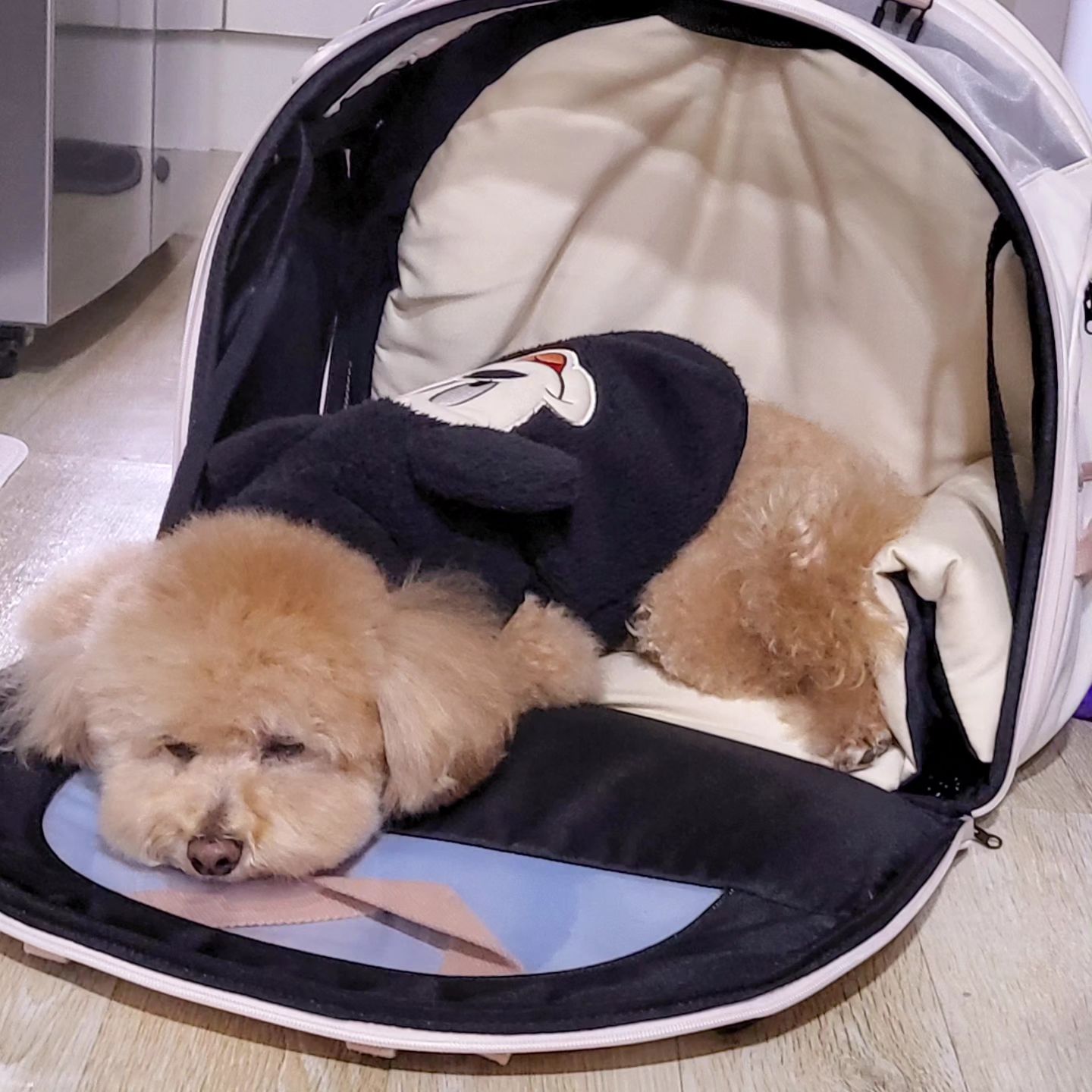 누나,,,아직 멀어써,,,?
기다리다가 지쳐부러쓰😴

도시강쥐의 외출 필수템ㅋㅎ adoptme.co.kr