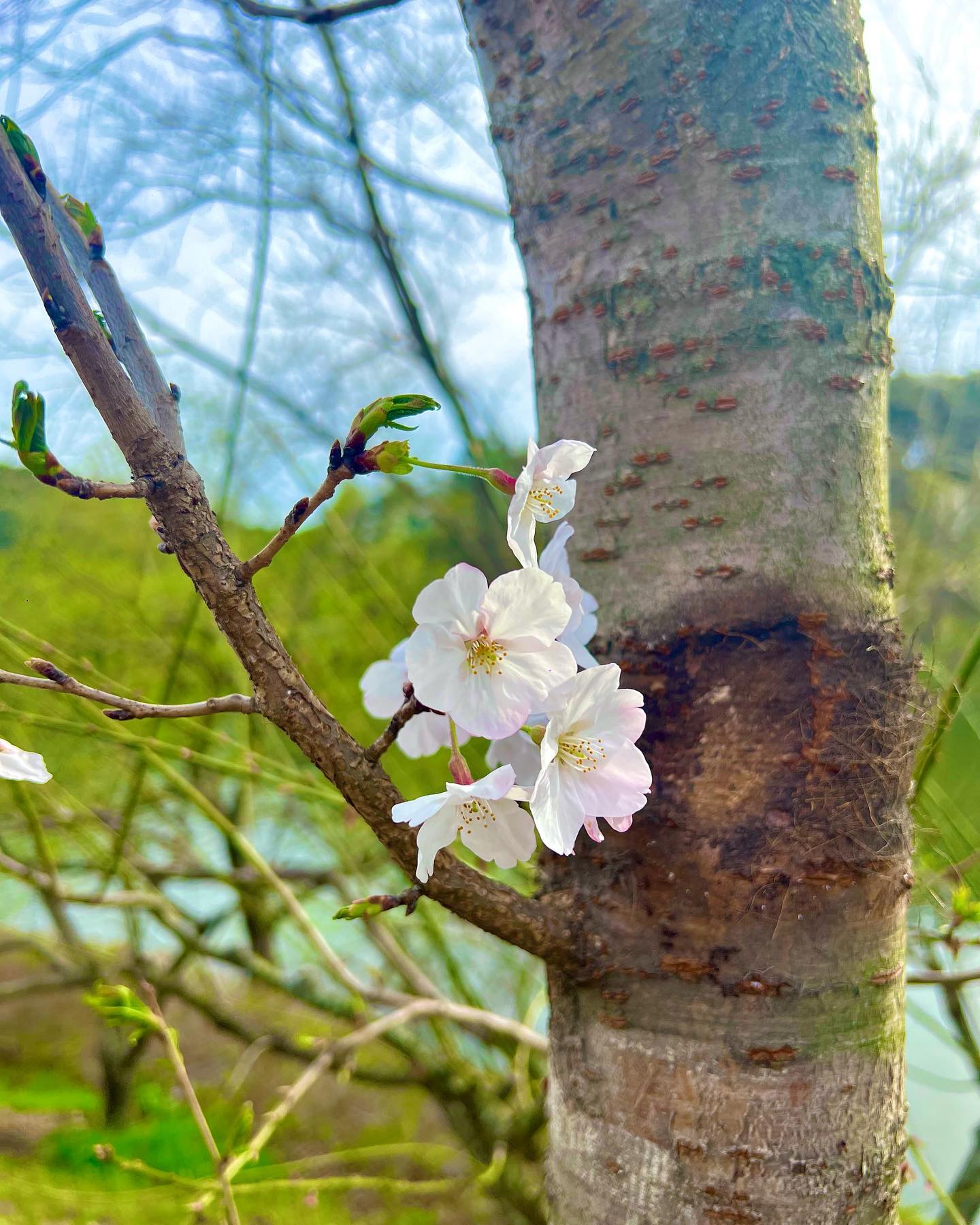 🌸
내년 벚꽃은 울 아들이랑~