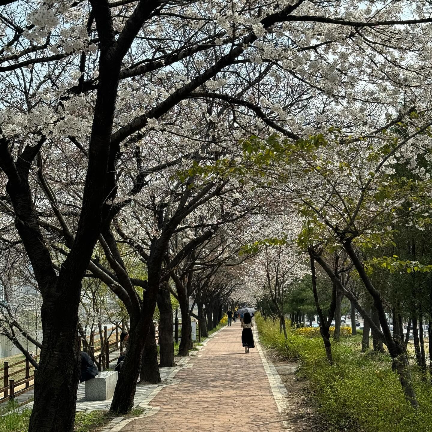 안양천에 벚꽃이 만개했어요🌸🌸
너무 이뻐요 ㅜㅜ 출근길 구디 지하철에서 보는 벚꽃도 힐링~
이번 주말이 절정일 것 같은데 얼른 보고 오세용