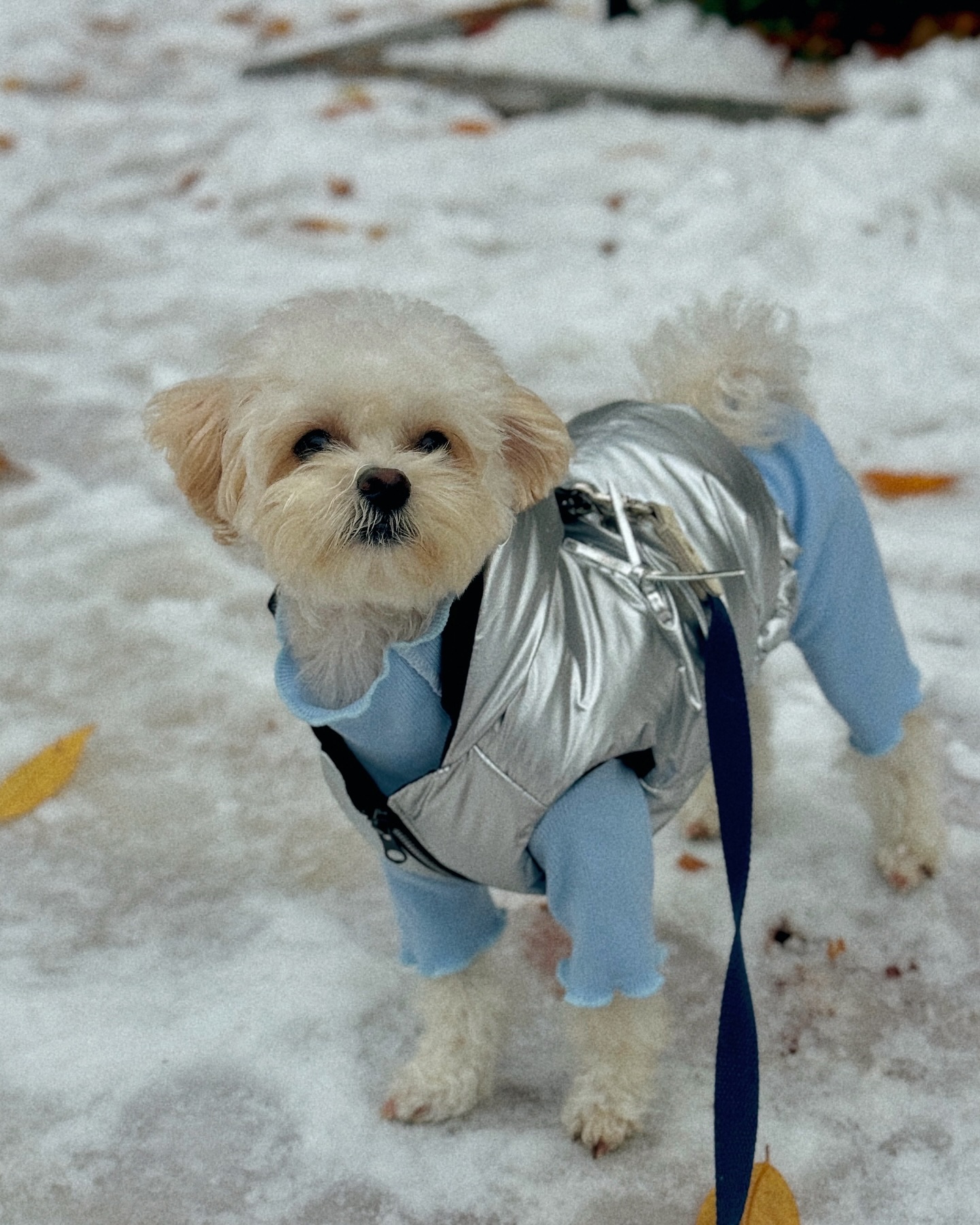 가을🍂과 겨울❄
가울..?

냅다 얼굴 파묻고 겨울만끽☃️