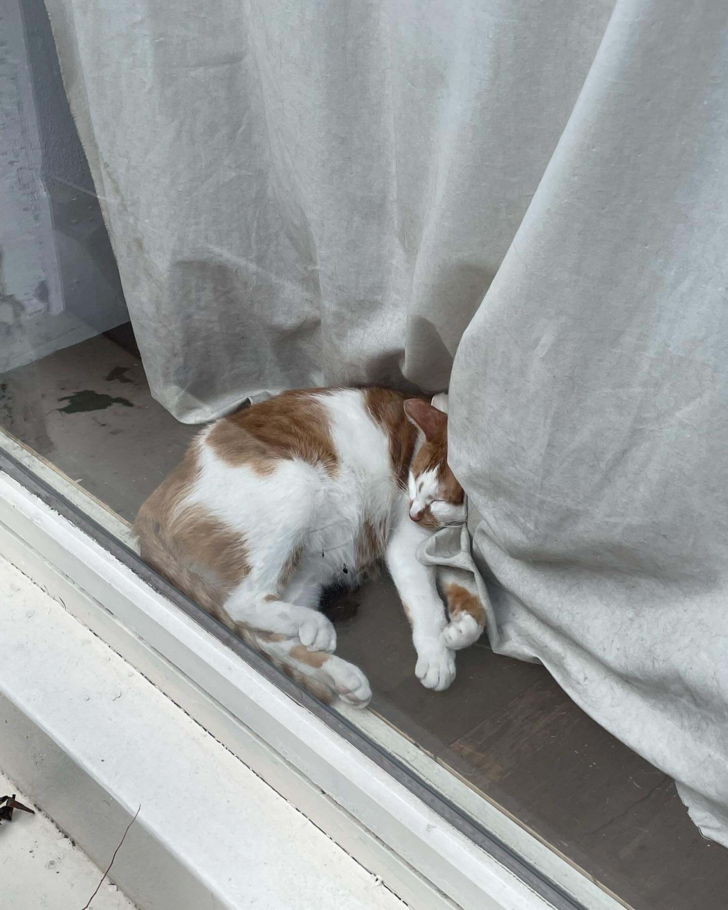연화고냥이