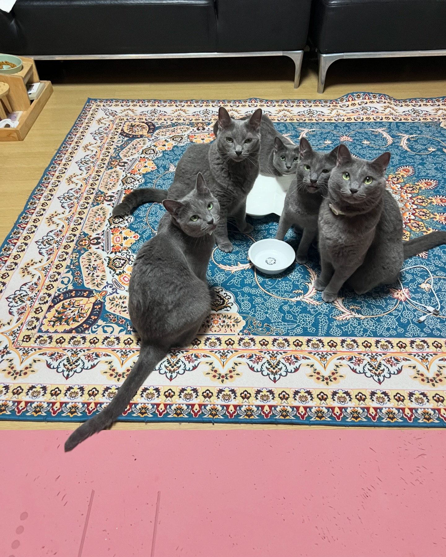 단체샷

#단체샷 #냥이가좋아 #러블 #러시안블루 #고양이 #猫 #ねこ #cat