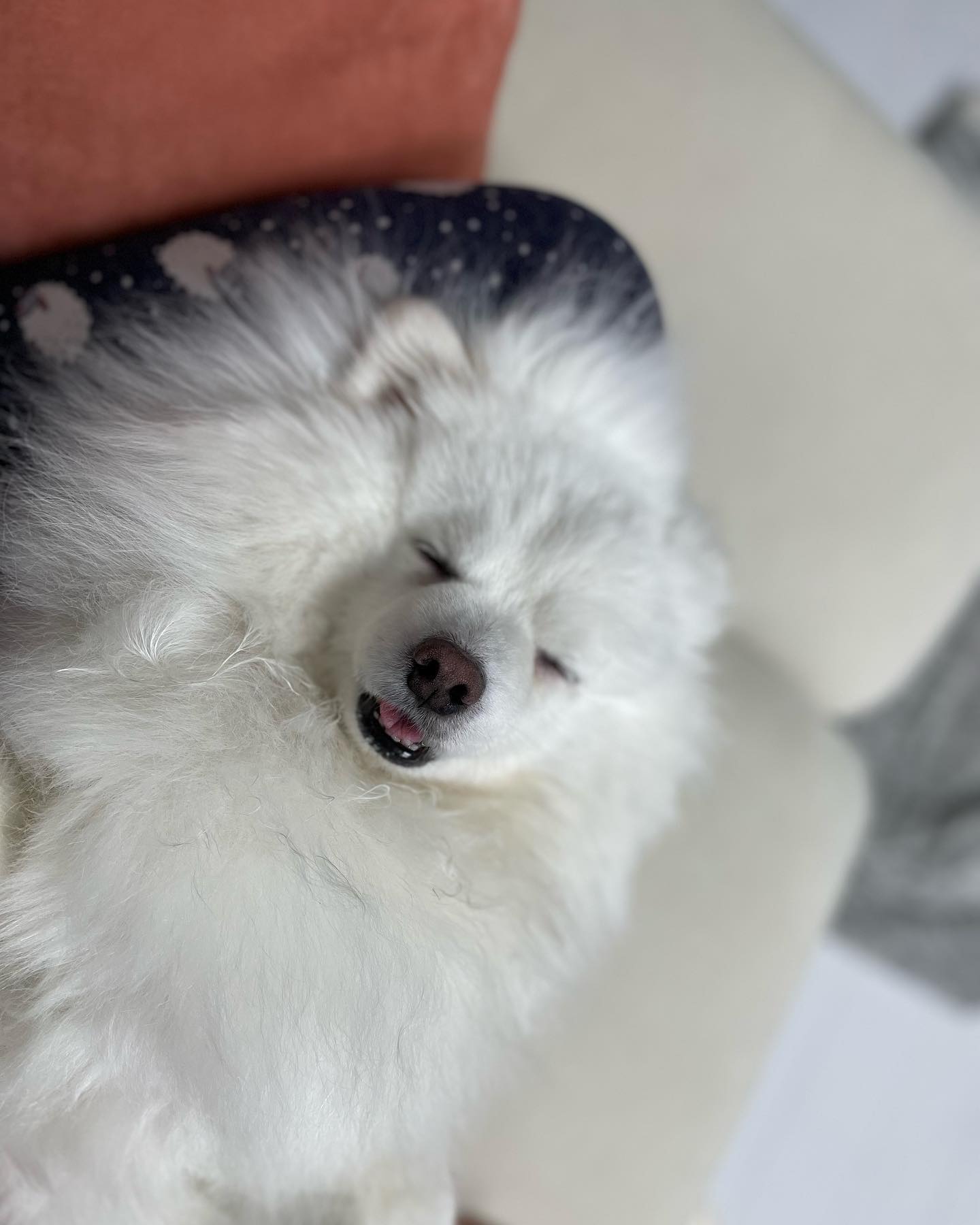 우리집 못난이 꿀잠~