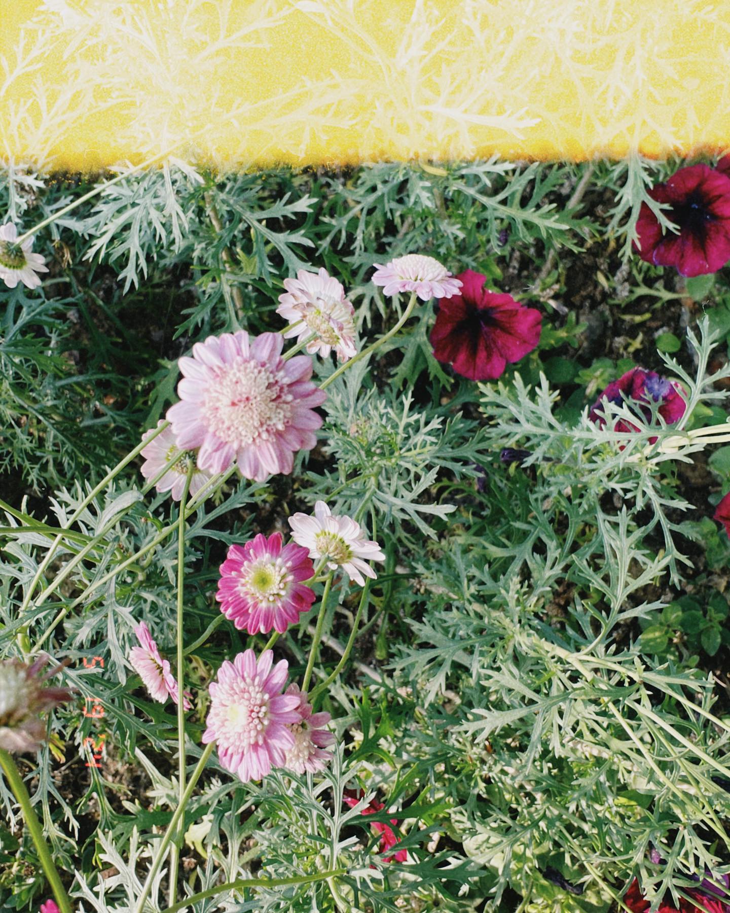 볼 때. 제일 예쁠 꽃