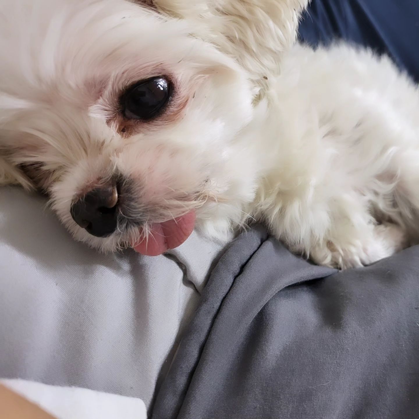 잠꾸러기 졸귀탱 장꼬마 기절 쿨쿨~
ㆍ
ㆍ
ㆍ

#잠 #잠꾸러기 #장꼬마 #꼬마 #애견 #애견인소통 #애견스타그램 #일상 #일상스타그램🐥 #일상스냅 
#강아지 #강아지스타그램 #강아지그램 #강아지일상