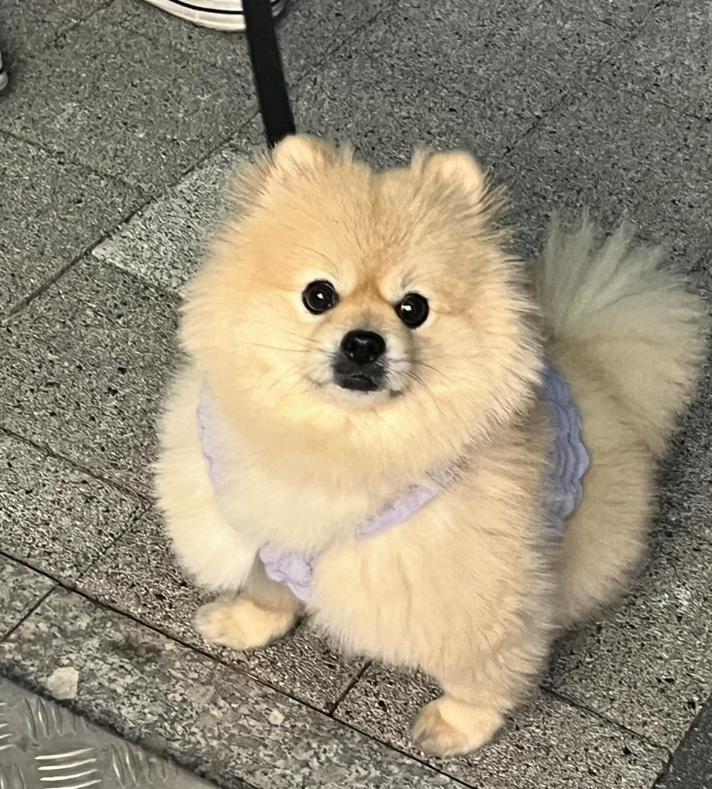 멧돼지가 되🥵🥵🥵