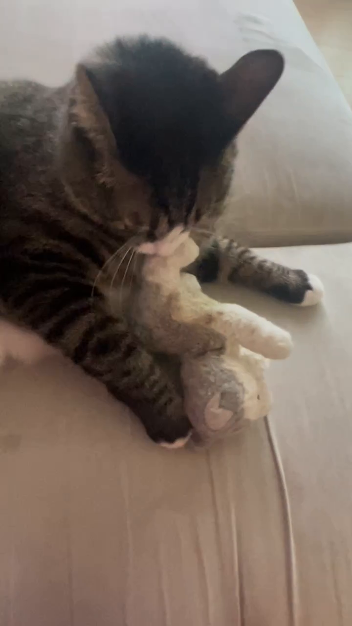 주말아침에 일찍 일어나서 혼자 인형놀이해요😺 #숑숑이는 사랑입니다😄 아니 코코는 사랑❤️❤️ ㅋㅋ