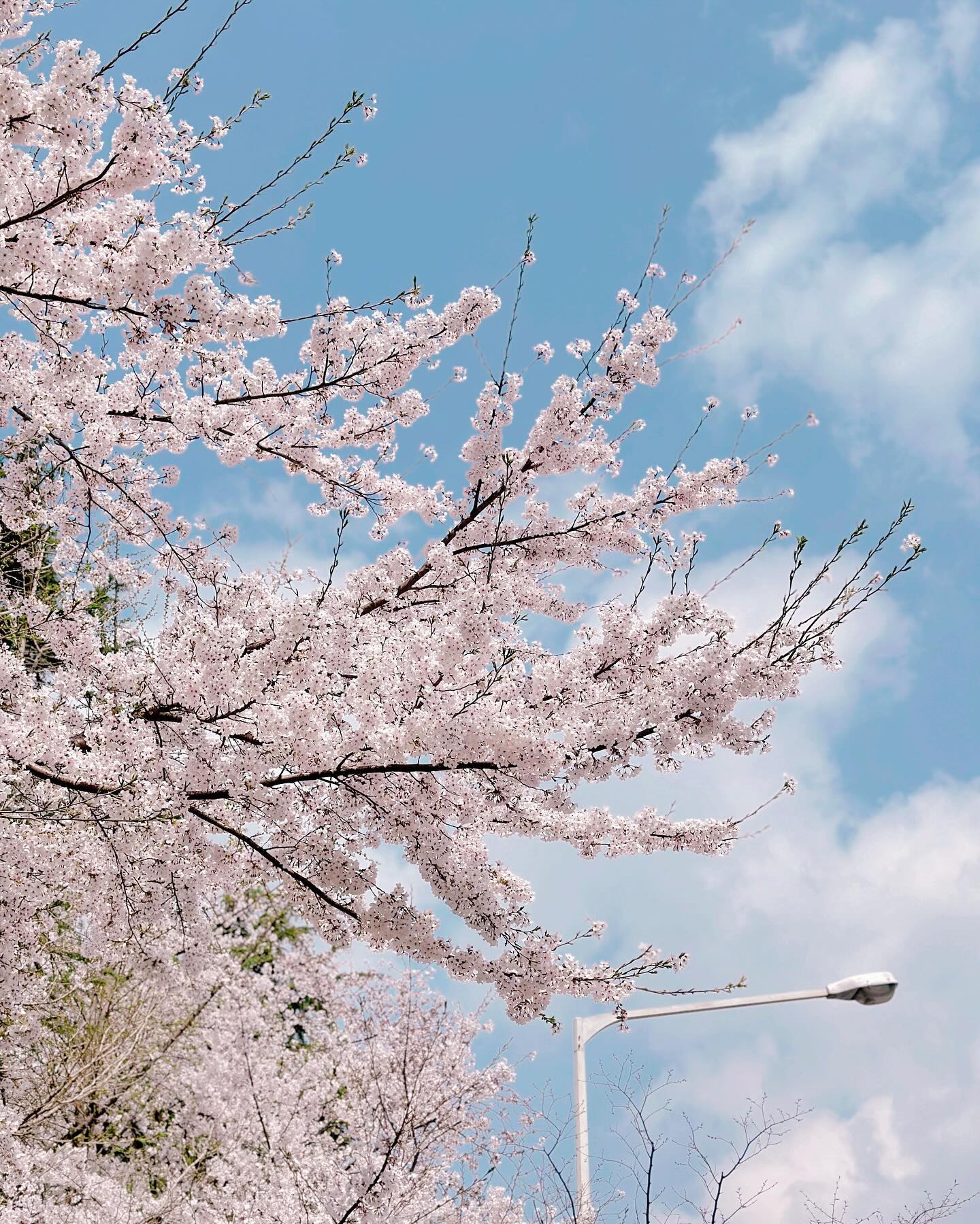 🌸💖🎀🩰🎟️

#벚꽃 #👋