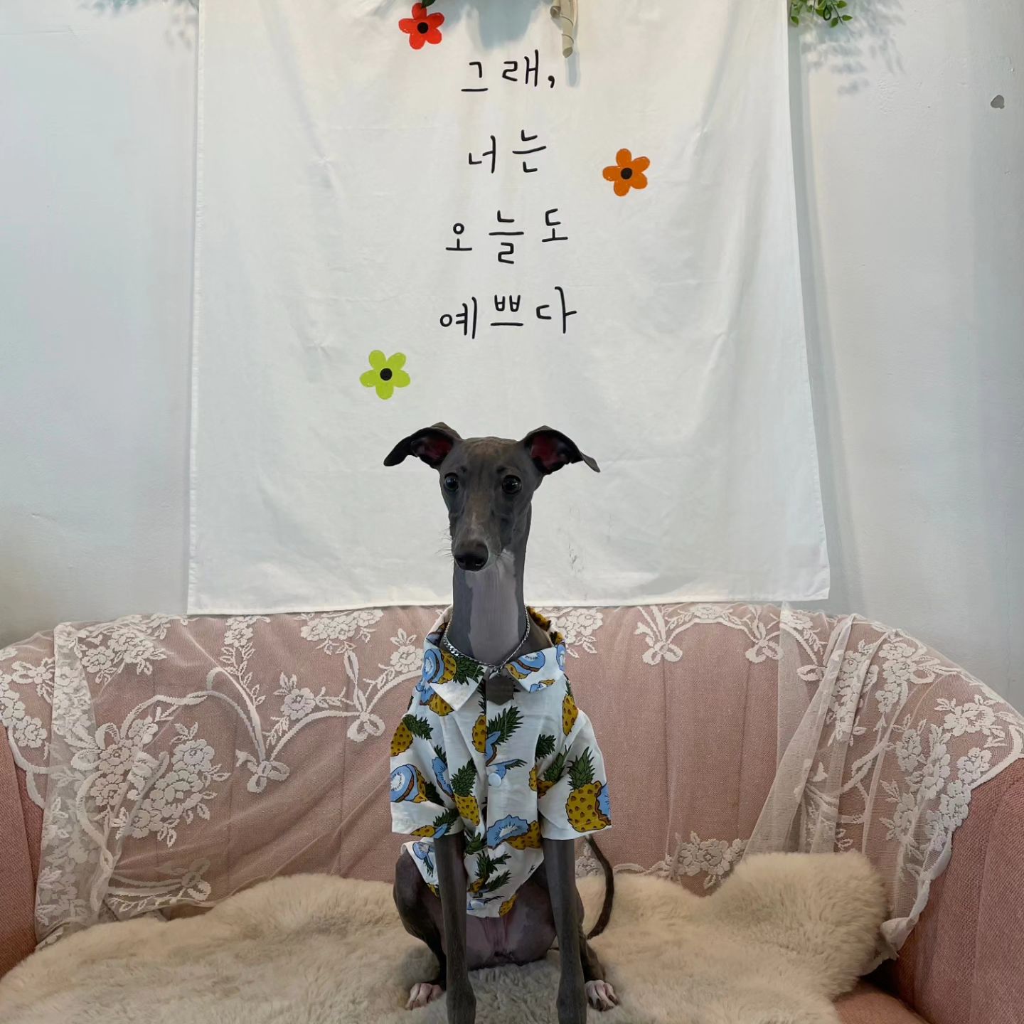 2023.09.20 #이거슨기록 

여름 끝물, 슬슬 시원해져가니까 밀린 일기 써야된다는 엄마의 다급한 마음에 밀린 피드 새벽에 

올리기✌️ 이 시간에 레오는 에그봉봉을 죠져버리는 중이다🥹 여름이 끝나가서 햅삐해지고

김레오 패딩 고를생각에 설레는 한편, 맘에 드는게 없을까봐도 걱정... 최근 레오가 아프고 

약때문인건지 살이 포동하게 올라버린 지금, 레오는 9kg 빅 베베가 되어버려따...😂 너 다이어트 

하래.. 선생님이...ㅎ 엄마랑 다이어트 하쟈...🔥

#멍스타그램🐶 #이탈리안그레이하운드 #멍멍이 #개스타그램 #견스타그램 #댕댕이 #멍뭉이 #반려견  #가족 #펫스타그램 #개집사 #인스타독🐾 #강아지일상 #견주소통 #견주맞팔 #견주그램 #집사그램 #강아지 #강아지맞팔 #예쁘게봐주세요🙏 #멍팔 #멍팔환영🐾 #아이쥐 #멍모델 #모델 #견싸 #강아지일상🐾 #iggy #멍다이어트