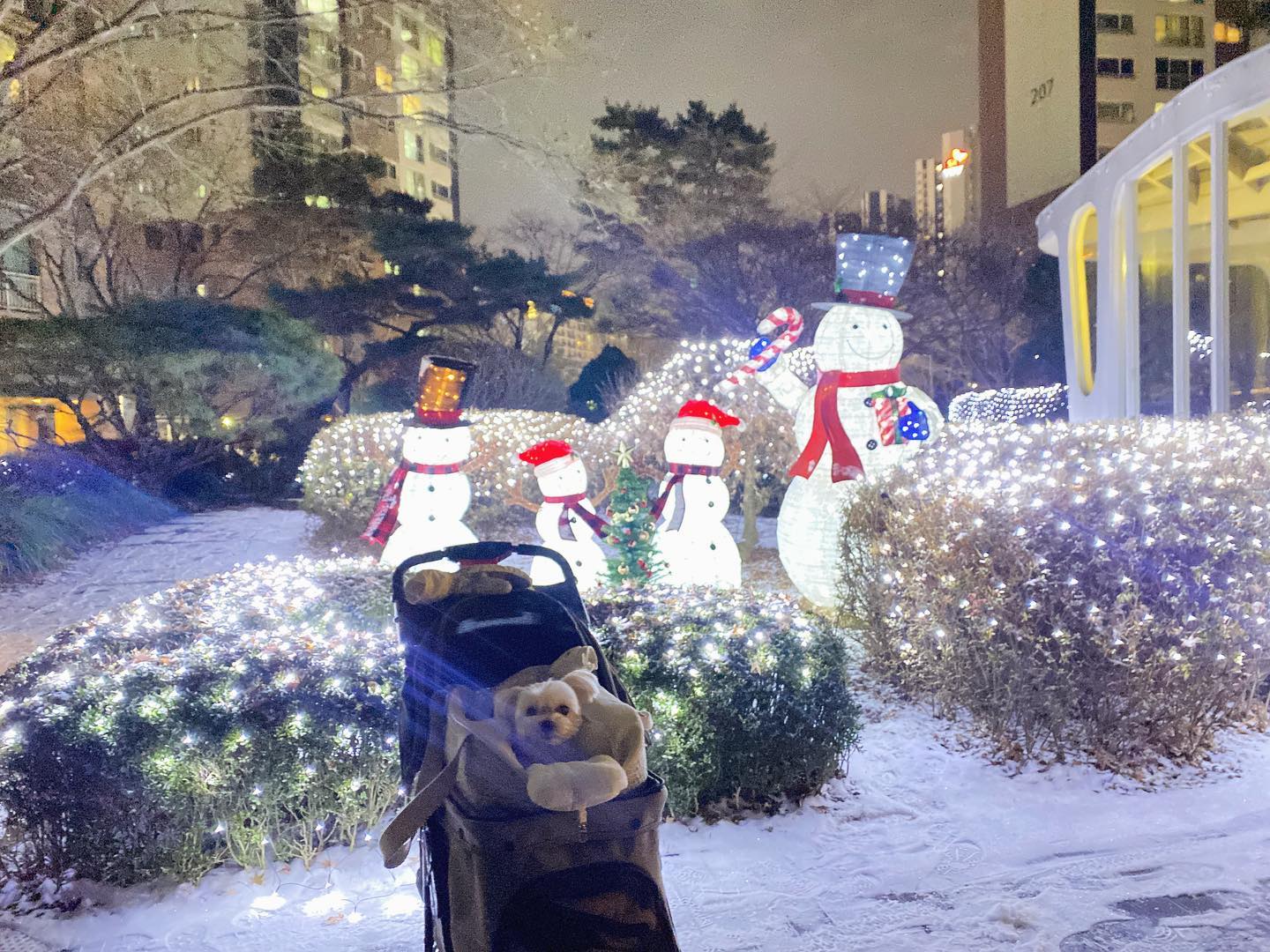메리 크리스마스 ~~~🎄🐶🎄🐶🎄 아침에 눈이 펑펑와서 신나게 산책도 하고🐾 넘 행복한 크리스마스였어! 오랜만에 화이트크리스마스 넘 좋았다🫣 칭구들도 즐거운 크리스마스 보냈길 바래🫶♥️🥰