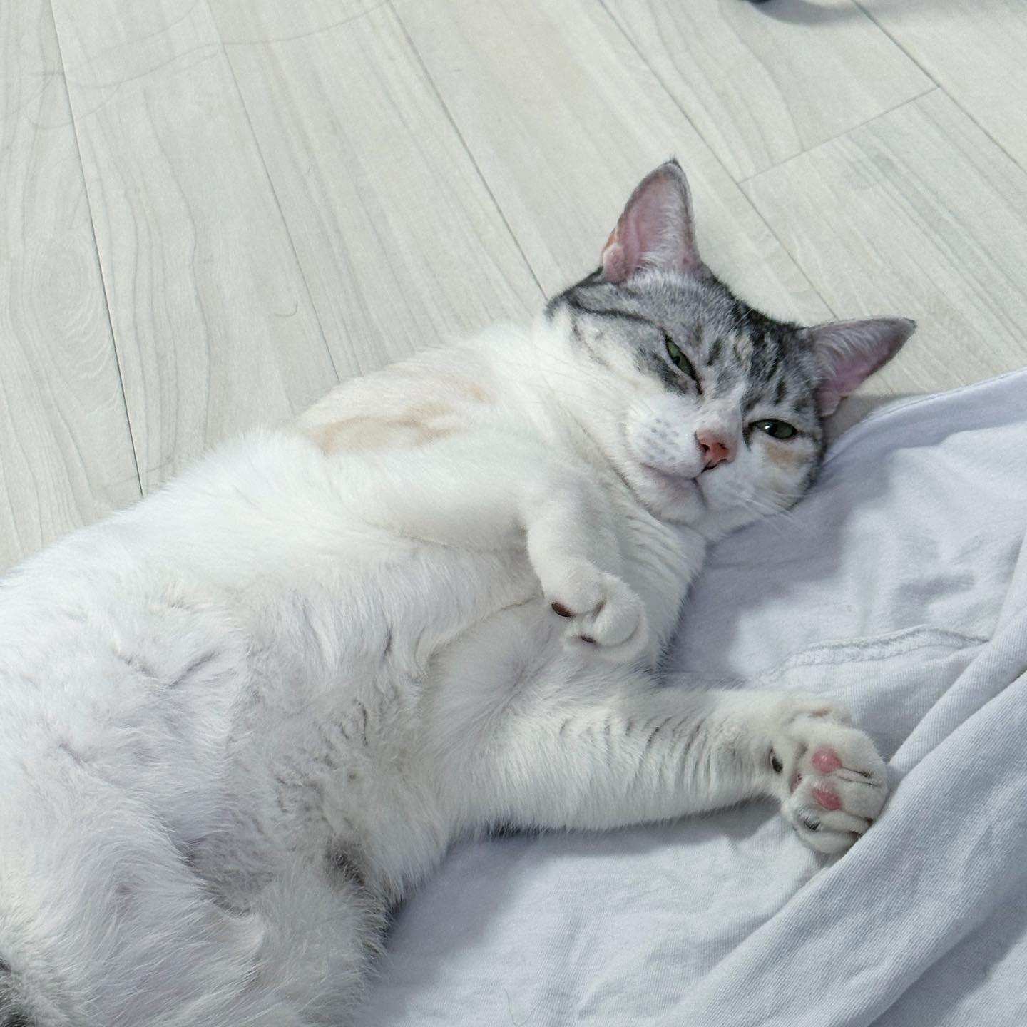 우리 도비 행복한 뚱냥이 돼 버림 ,,,🤍🥺