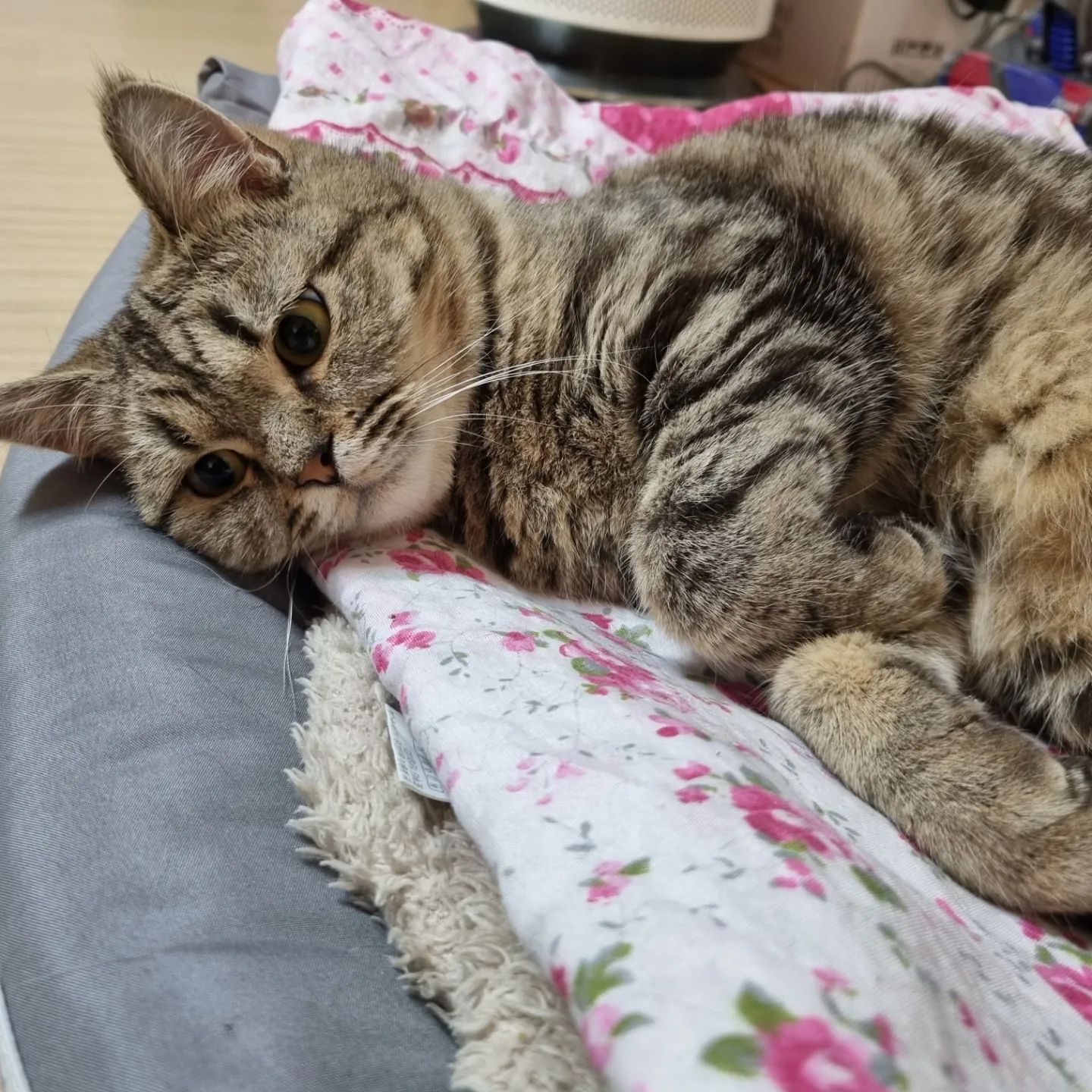 냥미모폭발 우리집막둥이 레오🐈
내년에도 햄볶하자 💕

#냥스타그램 
#먼치킨 
#고영희
