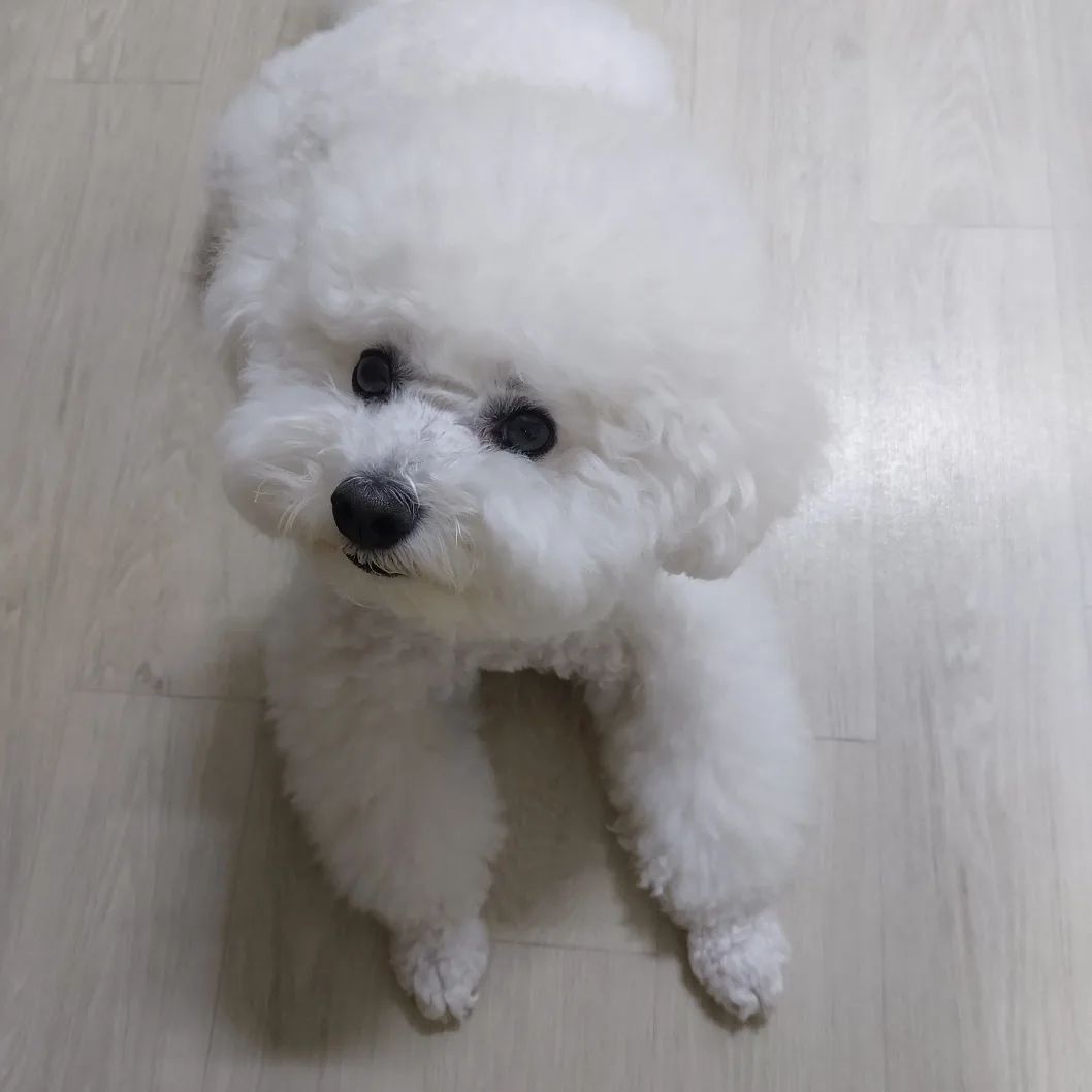23.08.17
꼬모가 이렇게 얌전히 엎드리고 앉아있는 이유는 뭘까요!?!?
.
.
정답: 엄마가 식탁에서 맛난걸 먹고있음. 콩고물 떨어지길 기다리는중
.
.
#꼬모의하루🐶
