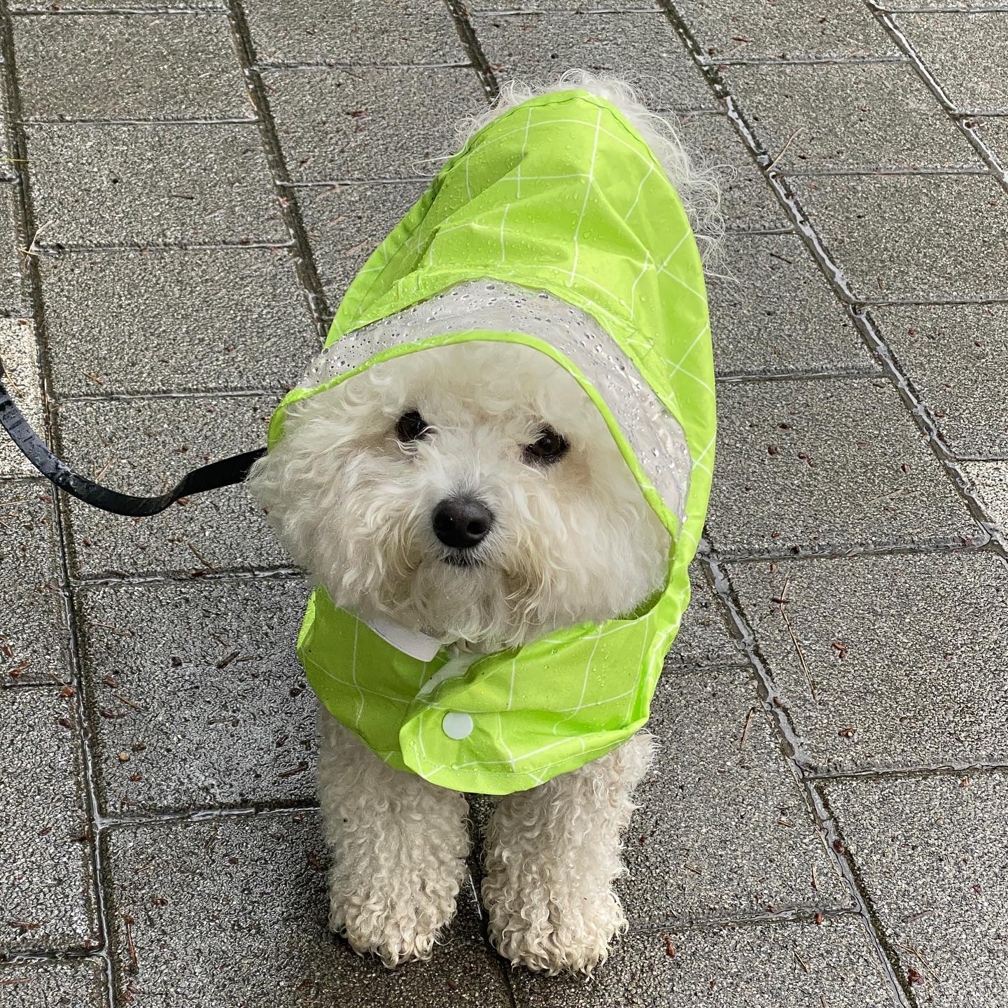 우중산책 처음만 힘들지☔️