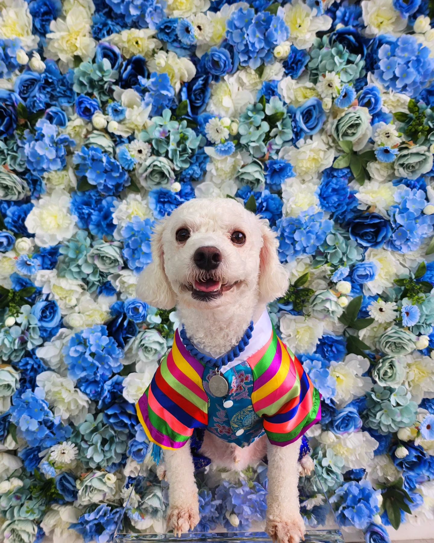 해피 메리 추석이라개🐶 
#블루레일 #추석연휴정상영업 입니다^^!!
#반려동반가능 한 #블루레일카페 로
 놀러오세요❣️