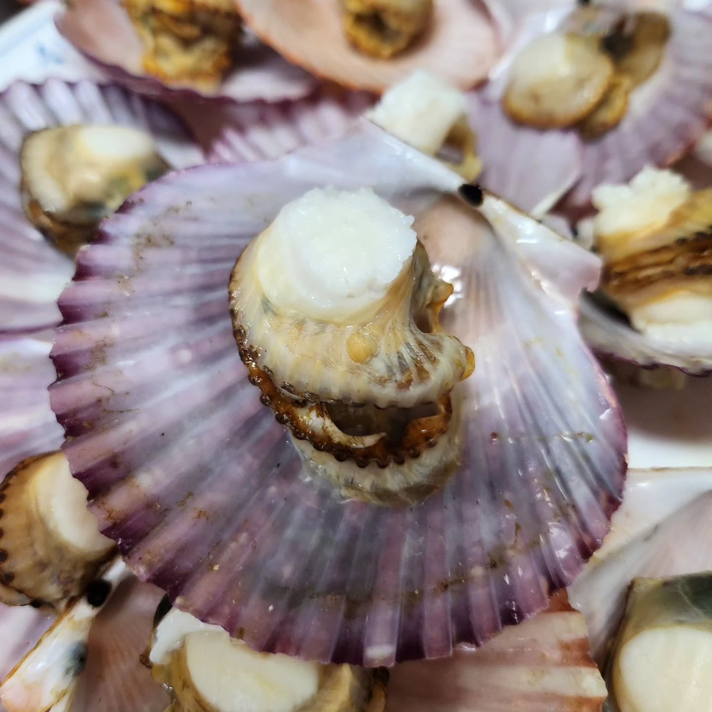 가리비 시켜서 쪄먹었다.
또 사서 고생하네 싶었지만
깨끗한 편이라 손 많이 안가고
실컷 맛나게 먹음
알도 굵고 맛남맛남♡