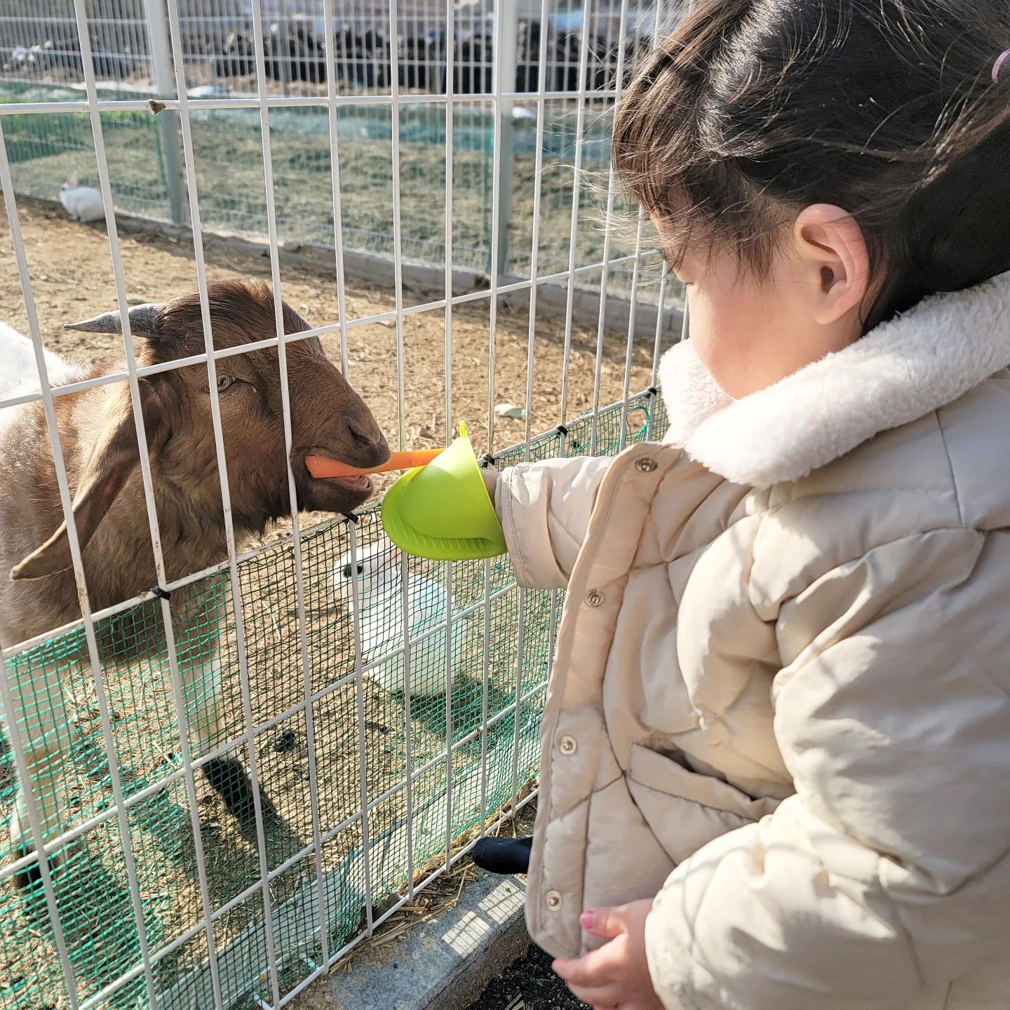 전주 물고기카페 📍단짠아쿠아 삼천점에 다녀왔어요 
한번 다녀오면 매일 물고기카페 가자고 조를만큼
아이가 정말 좋아하는 곳!

엄마아빠는 여유롭게 물멍하며 커피 마실 수 있고
아이들은 다양한 체험할 수 있어서 좋은 공간이에요
실내공간이라 날씨와 상관없이 재밌게 놀 수 있고요

키즈체험은 물고기, 토끼, 거북이, 기니피그, 염소 
먹이주기 체험이 가능하고
금붕어잡기도 할 수 있어요 💓

#전주아기랑 #전주이색카페 #전주체험카페 #전주물고기카페 #전주아쿠아카페 #단짠아쿠아
