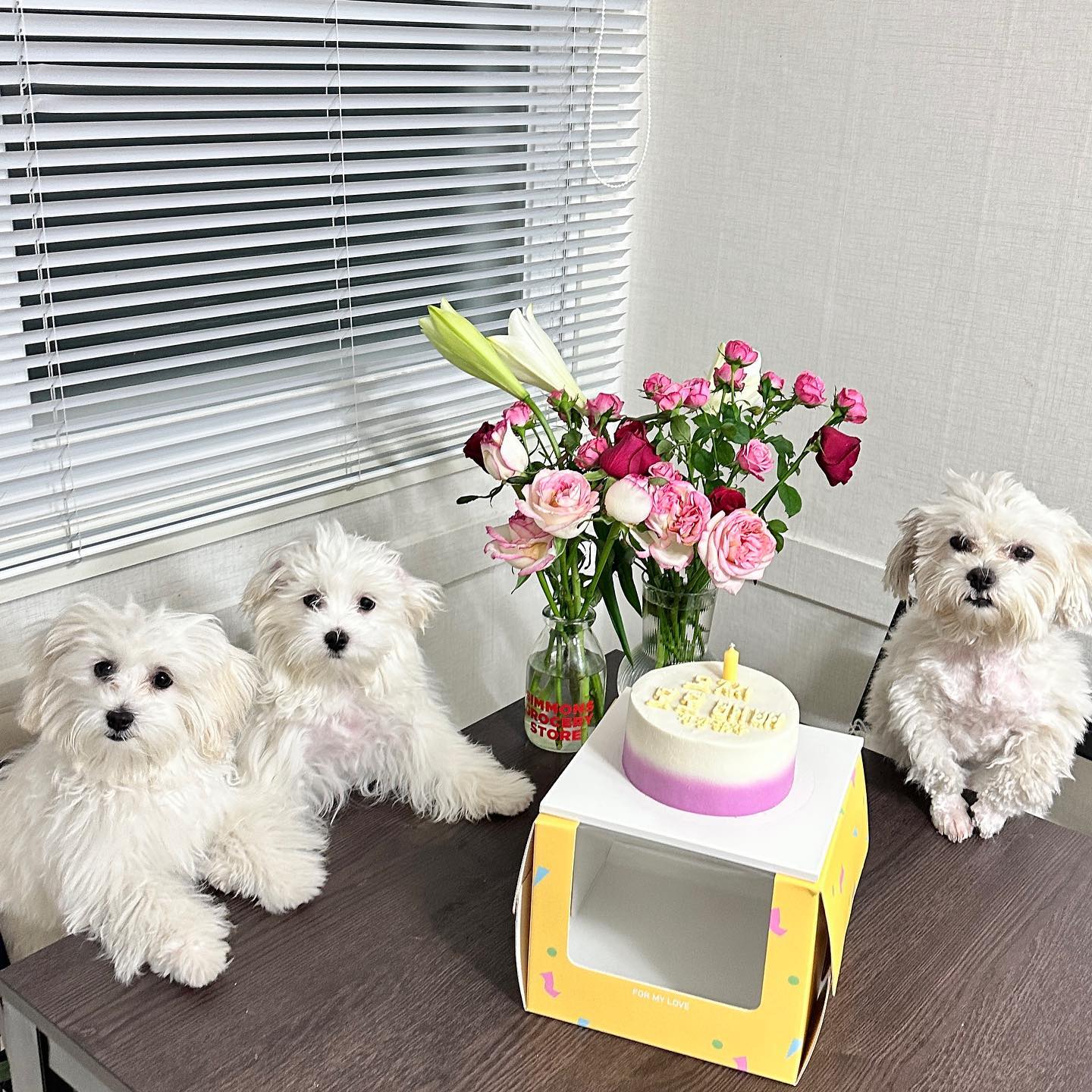 우유 엄마 케익 너무 고마웡💓
케익 너무 잘 만들었더라!! 사업 번창하셈!!! 응원할게❤️‍🔥❤️‍🔥❤️‍🔥 
.
.
.
.
.
#강아지케익 #말티숑 #강아지케익만들기  #강아지모델 #강아지산책 #강아지이동가방 #강아지맞팔 #말티즈베이비컷 #말티즈스타그램 #말티즈사랑 #말티즈알머리 #쇼핑데이 #애견동반 #인친 #맞팔 #견주소통 #멍팔 #댕댕이 #일상 #강아지 #강아지일상