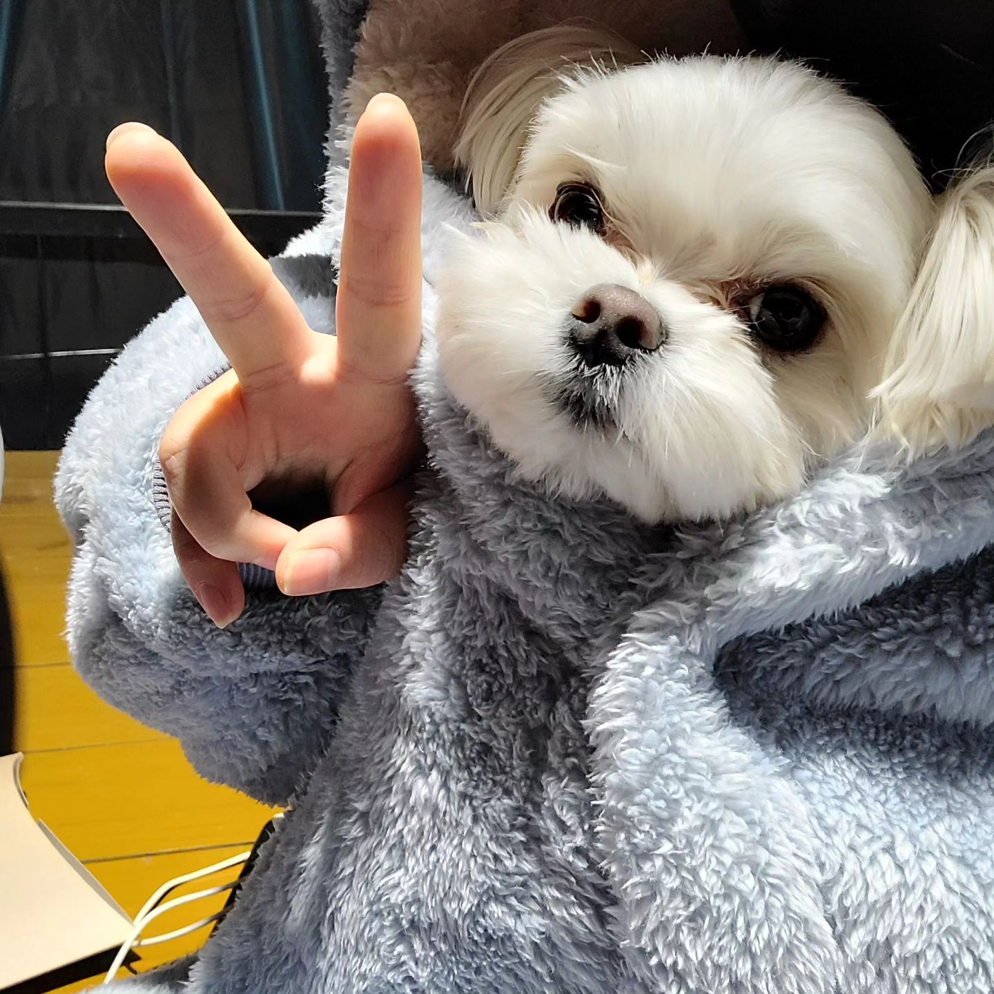 ✌️😶

#2024 #데일리두부

.
.
.
.

#일상 #일상그램 #일상스타그램 #dailygram #daily #멍팔 #댕팔 #선팔 #맞팔 #소통 #fff #l4l #follow #f4f #likeforlikes #instapet #petstagram #instadog #puppy #강아지 #말티즈 #selfie #셀스타그램 #instagood #instagram