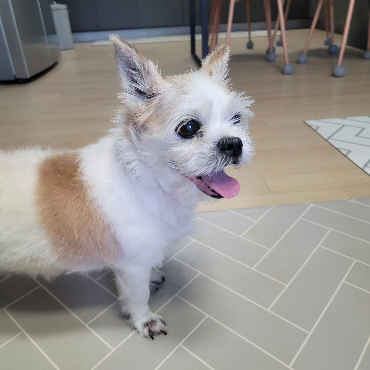 🚀+110
말똥이 뭐하고있어? 자고있는가?
보고싶어서 불러봤다 o̴̶̷̥᷅⌓o̴̶̷᷄