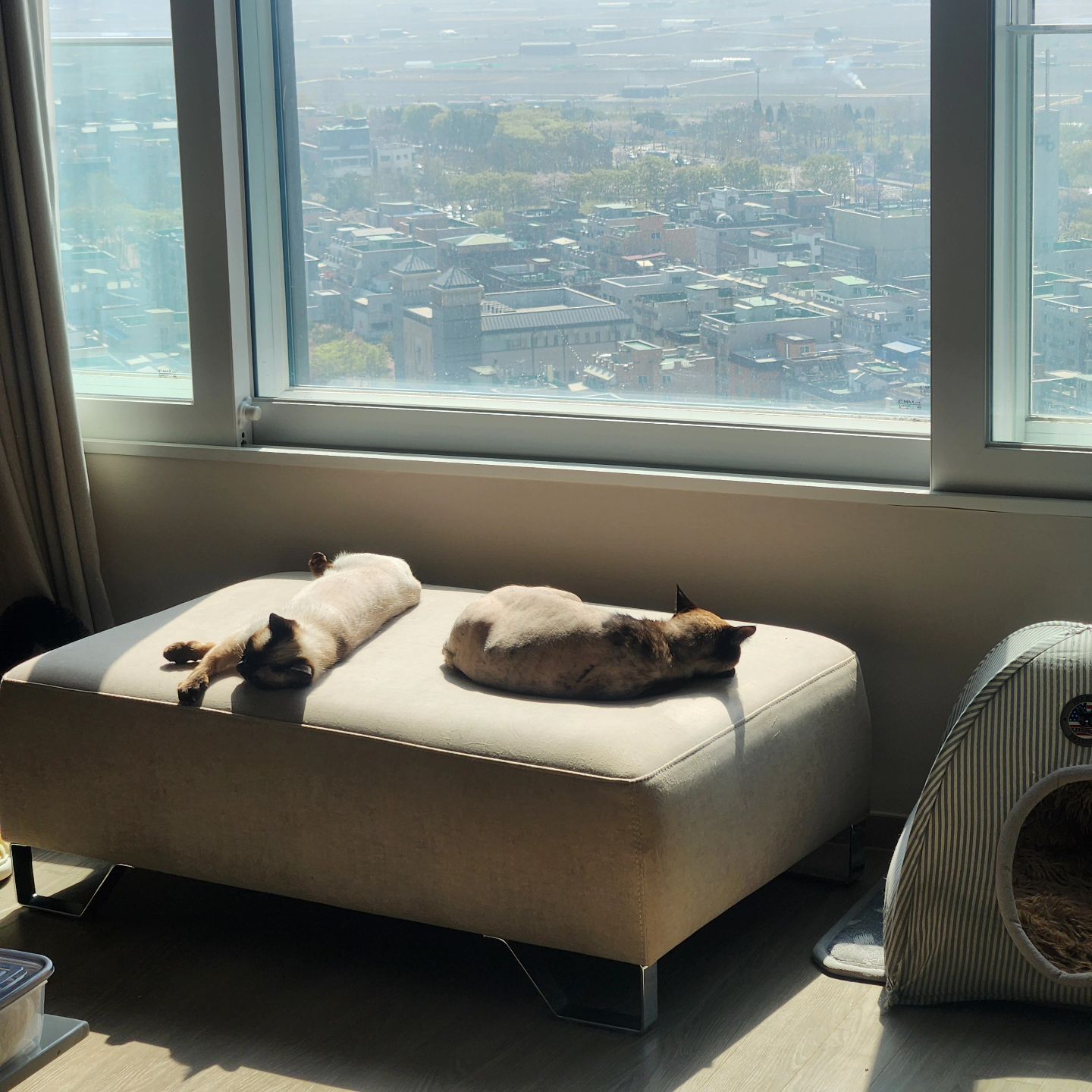 난 일하고올게🥲
주말 잘 보내고 있오🤎
.
.
#고양이 #고양이의하루 #고양이그램 #샴고양이 #랜선집사 #랜선이모 #고양이자랑 #토로 #토미 #토로미냥 #catstagram #แมว #cat #siamesecatcat #그루밍그램 #좋아요 #그루밍 #꾹꾹이#고양이간식 #집사 #집사의하루 #고양이일기#귀여운고양이#고양이영양제#캣그라이스