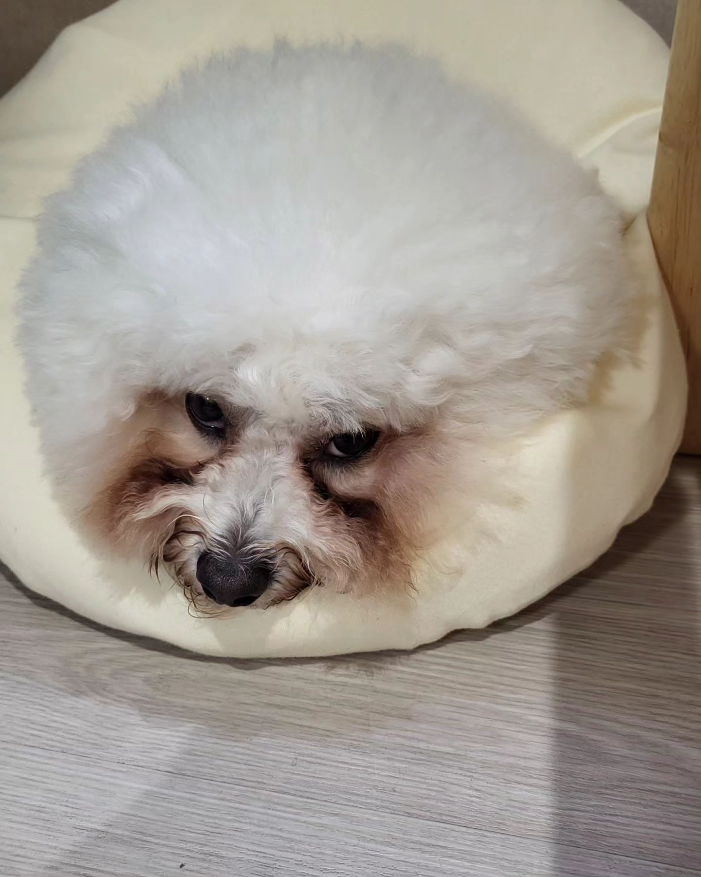 견생 3년동안은
꼬랑내는 풍겨도
이쁘다더니
이젠 붉은앙마가 돼서
아파보인다고
걱정이 늘어지는 주변사람들...
우리애 안아파요!!!

단지
누점없이 태어나서!
눈물이 코를 통하지 못하고
자꾸 밖으로 흐르는거예요!
엄마가
수술도 안시키고
약도 안먹일거래요!
대신
밥이랑 간식을
건강하게 준댔어요🤤

이젠 지인의 지인들까지
너무 심한거 아니냐
너무 오래두는거 아니냐
너무들
걱정이많으신데
그냥 보기안좋을뿐
우리애는 괜찮습니다!

#자연식하는이유
#약먹여서 이쁘게 보이기싫어요
#그냥 제 형편껏 최선을 다할게요