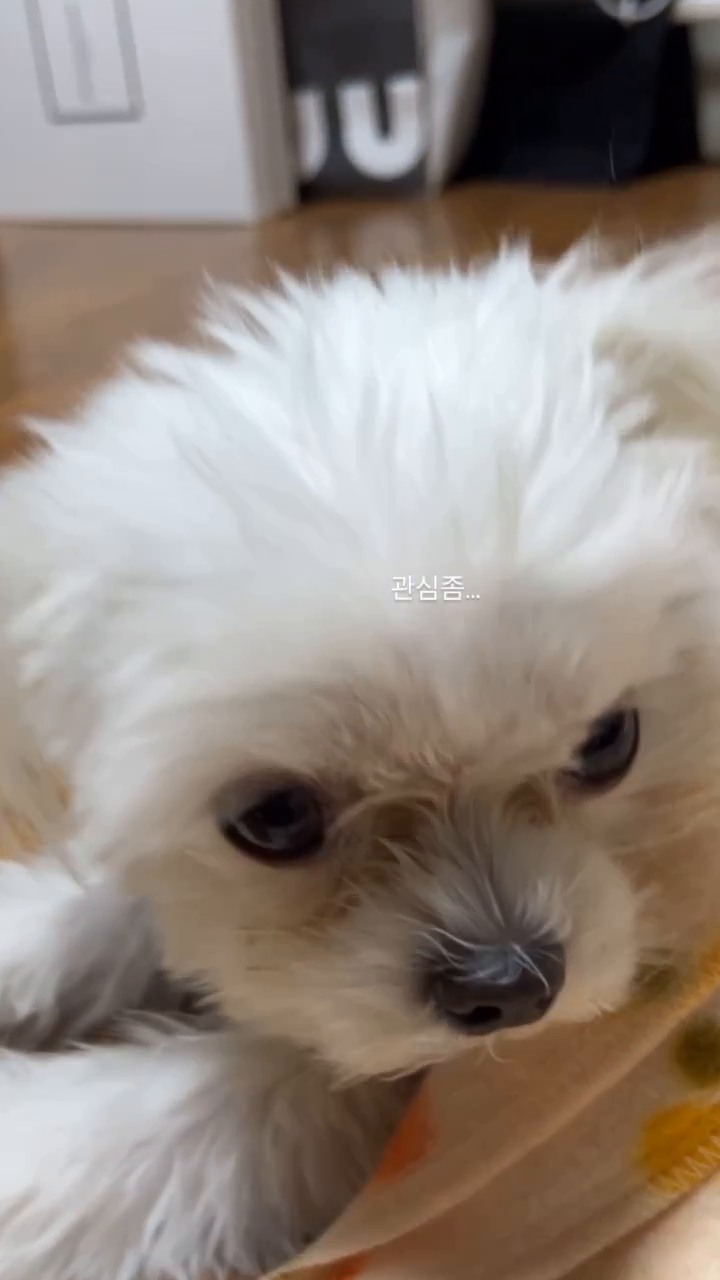 #뽀삐뽀 #설탕