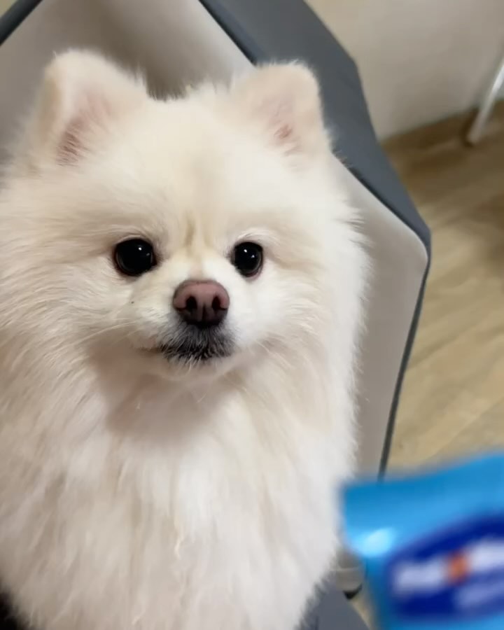 #협찬 [펫또마망 브레스 스틱]

① 6가지 기관지(호흡기) 건강 기능성 원료 함유
- 프로폴리스, 브로멜라인 등 기관지(호흡기) 건강에 도움을 줄 수 있는 원료 6종 함유

② 기관지 부담 최소화, 수분 함량 85% 고수분 제형
- 목넘김이 부드러운 제형으로 수분 코팅막을 생성하여 기관지 건조 예방

③ 편안한 소화를 위한 유당 제거 특허 공법 사용
- 유당분해능력이 없는 반려견을 위한 락토프리

④ 건강한 것도 맛있게, 안전한 성분과 높은 기호성
- 자연 재료의 단맛을 살린 고구마 맛

** 권장 급여량 : (소형견 기준 / 5kg 미만) 하루 1~2포

펫또마망은 믿을 수 있는 브랜드여서 맘 놓고 먹어요 ㅎ
- 편안한 소화를 도와줘 영양 흡수율을 높인 반려견 영양제 브랜드
- 117 년 전통의 노하우를 가진 발리오(Valio) 社의 세계 특허 공법 적용

켁켁 거위 소리가 심해져서 기관지 건강에 좋은 기능성 원료가 들어간 펫또마망 브레스 스틱 시작했어요.

앞으로 기관지건강을 위해 1일 1포
먹일려구요!!ㅎㅎ🐶

 #펫또마망 #마망이지켜줄게 #펫또마망브레스스틱 #펫또마망영양제 #강아지영양제 #반려견영양제 #반려동물영양제 #애견영양제 #강아지영양제추천 #강아지기관지 #강아지기관지영양제 #강아지기침 #댕스타그램 #멍스타그램 #신제품