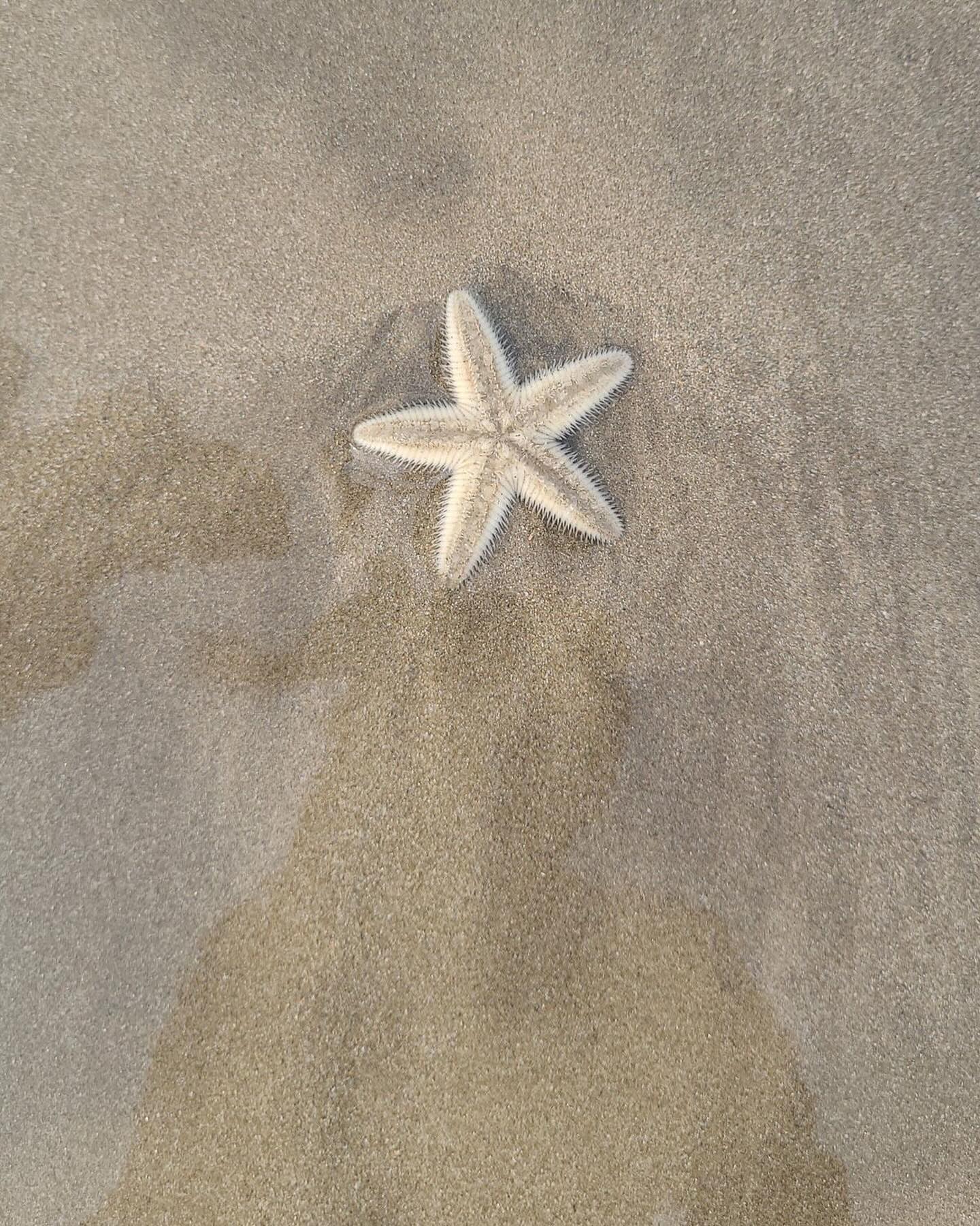 바다별