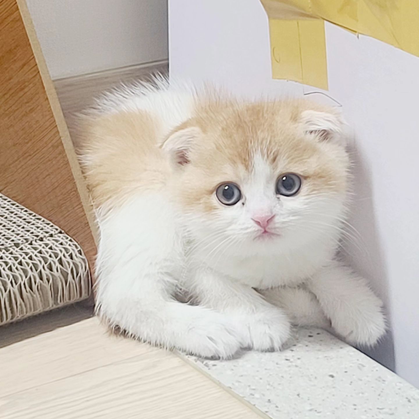 깨비의 육아일기 찐빵이의 하루

#먼치킨집사 #먼치킨숏래그 #스코티쉬폴드입양 #스코티쉬폴드먼치킨 #스코티쉬폴드전문브리더 #스코티쉬폴드그램 #스코티쉬폴드고양이 #먼치킨그램 #고양이골골송 #고양이가족사진 #고양이가좋아 #강아지와고양이가함께사는집 #강아지와고양이의동거 #강아지와고양이일상 #댕댕이와냥냥이 #말티즈브리더 #말티즈그램🐾 #고양이하루일과 #고양이일기장 #냥이들일상 #아기고양이일상 #아기고양이그램 #아기고양이들#우리집토토로 #찐빵이네 #말티즈얼굴미용 #말티즈맞팔 #고양이장난 #토토로와찐빵이 #찐빵이와토토로