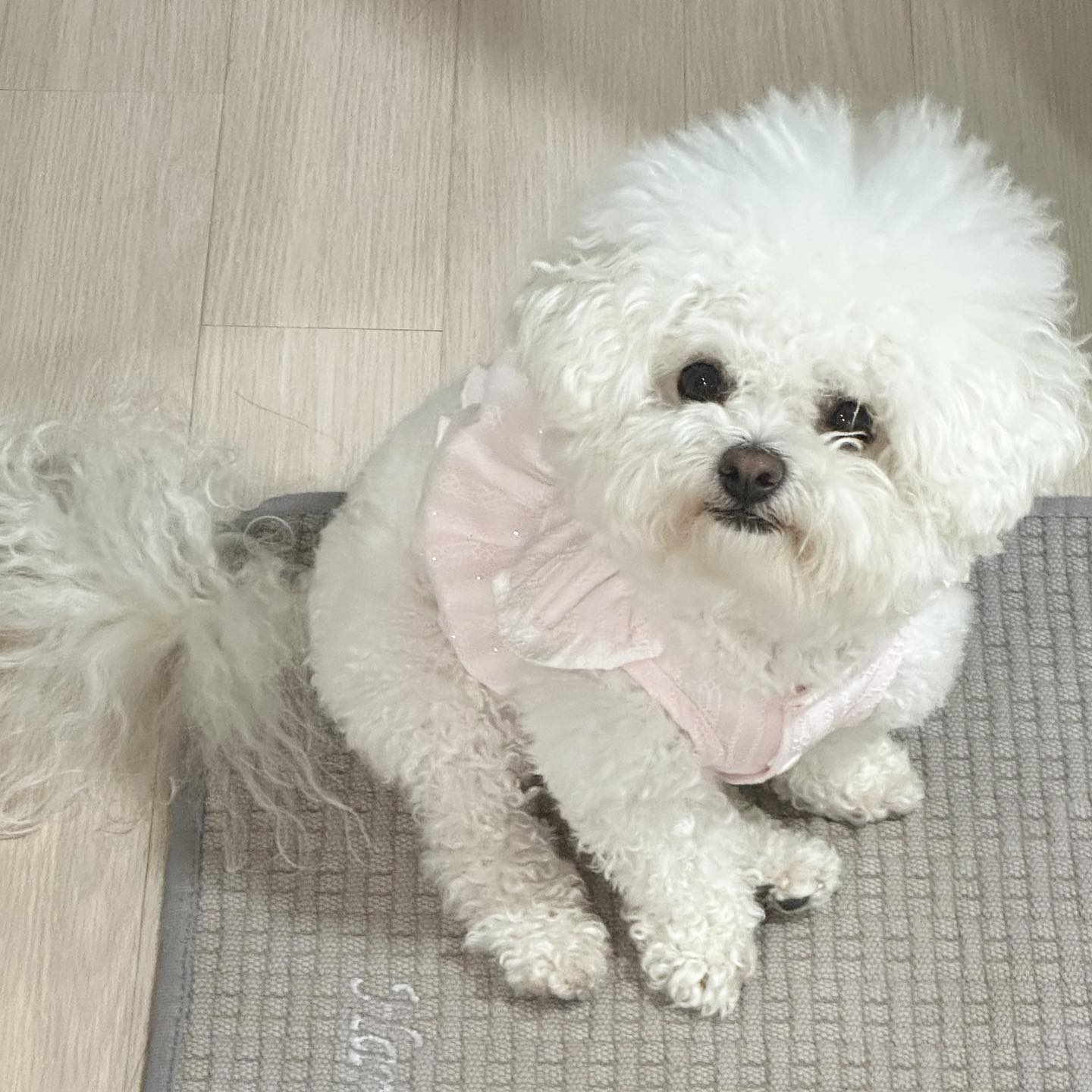 새집에서 적응도 잘하는 울 똥깡아지🤍