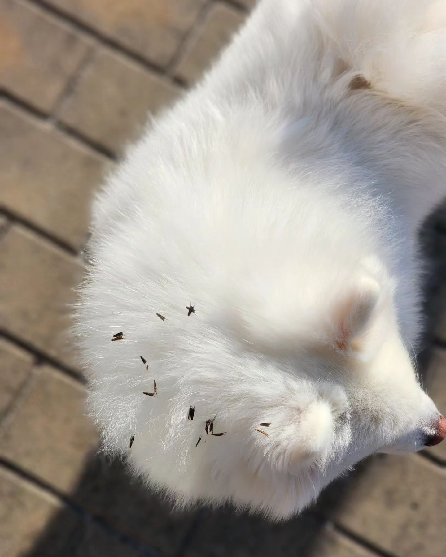 재밌는 산책이였다🤪
.
.
.
#겸이 #폼피츠 #강아지 #산책 #spitz #pompitz #dog #daily