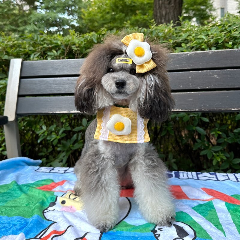 🍳Sunny side up
으로 잘 꾸워진(?) 달걀 케이프!
역시 귀여운 달씌에게 어울리지🥴
.
하지만 바니도 같이 츄라이해본다.
노랑노랑한게 또 엄마 취향 저격🤪
.
.
.
🍏 자체제작 애견의류 applemellow70 🍎
.
#제품제공 #애플멜로우 #달힘달협 #강아지케이프 #도그빕 #오늘의강아지 #팬텀푸들자매 #팬텀푸들 #강아지모델 #애견모델 #강아지패션 #강아지코디 #강아지일상 #강아지소통 #견주소통 #예쁜강아지 #바니달씌 #펫셔니스타 #개셔니스타 #댕팔해요 #팬텀푸들달씌 #팬텀푸들바니 #phantompoodlebonnie #phantompoodledarcy #dailypuppies #petscorner #cutepetclub #dogmodels #phantompoodle #poodlelove