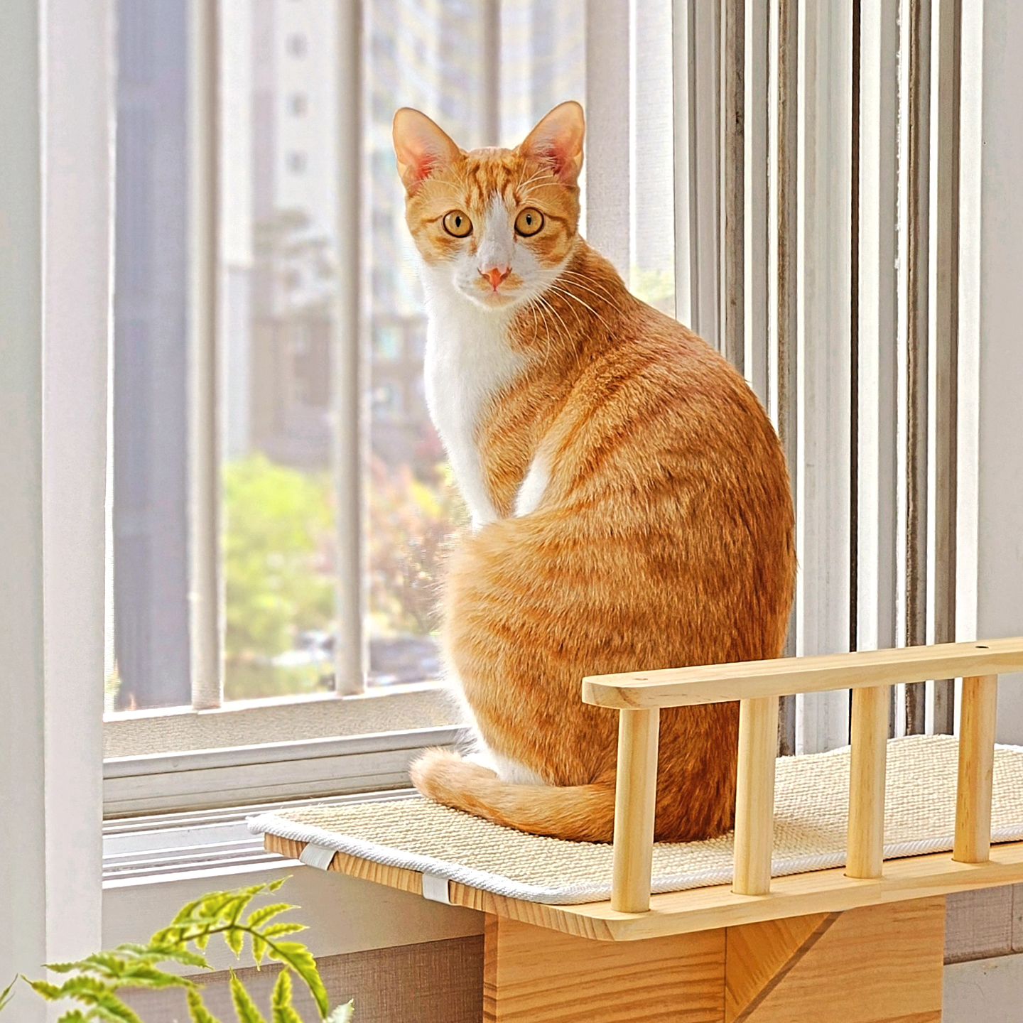 고양이 변신술... 맹고니 찍고 있는데
언제 똘이로 바꼈지... 암튼 가족같은 치즈둥이들