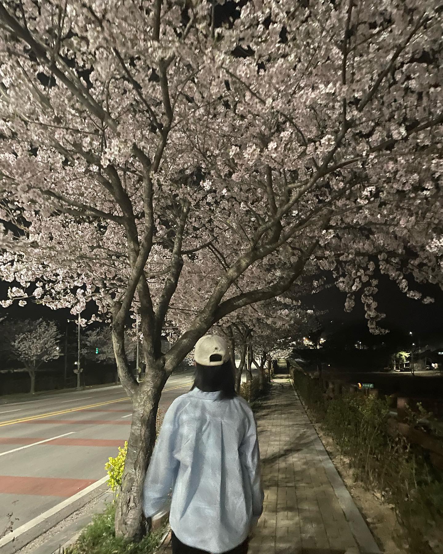 벚꽃 나들이🌸