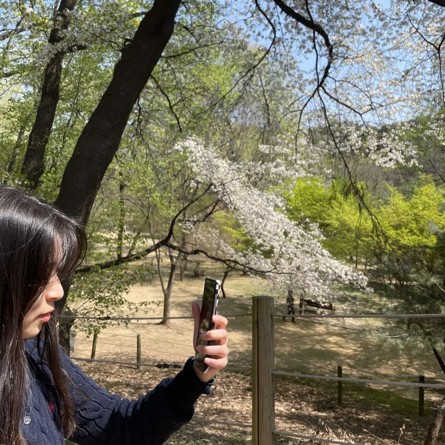 🌸 🌸 🌸 나도 벚꽃 🌸 🌸 🌸
근데 벚꽃사진은 무조건 색 보정해야한다...