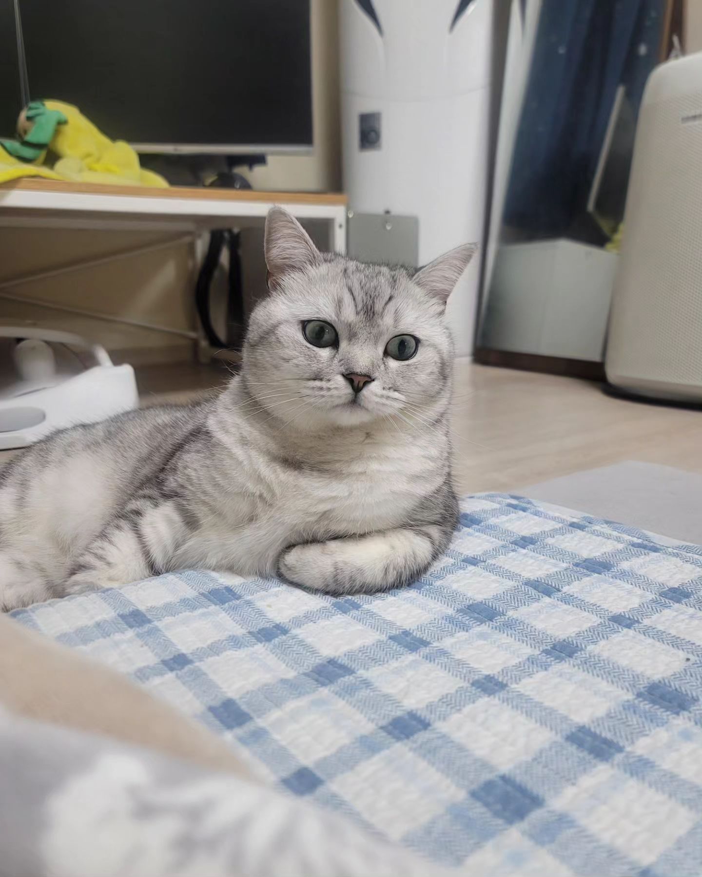 엄마 
여기와서 
나랑 좀 이야기해
ㆍ
ㆍ
ㆍ
ㆍ
ㆍ
트릿  언제 사줄거야~^~~~~
ㆍ
ㆍ
ㆍ
ㆍ
#고양이 #냥 #냐옹이 
#팔로워  #이웃 #냥
#냐옹 #캣스타그램 #cats