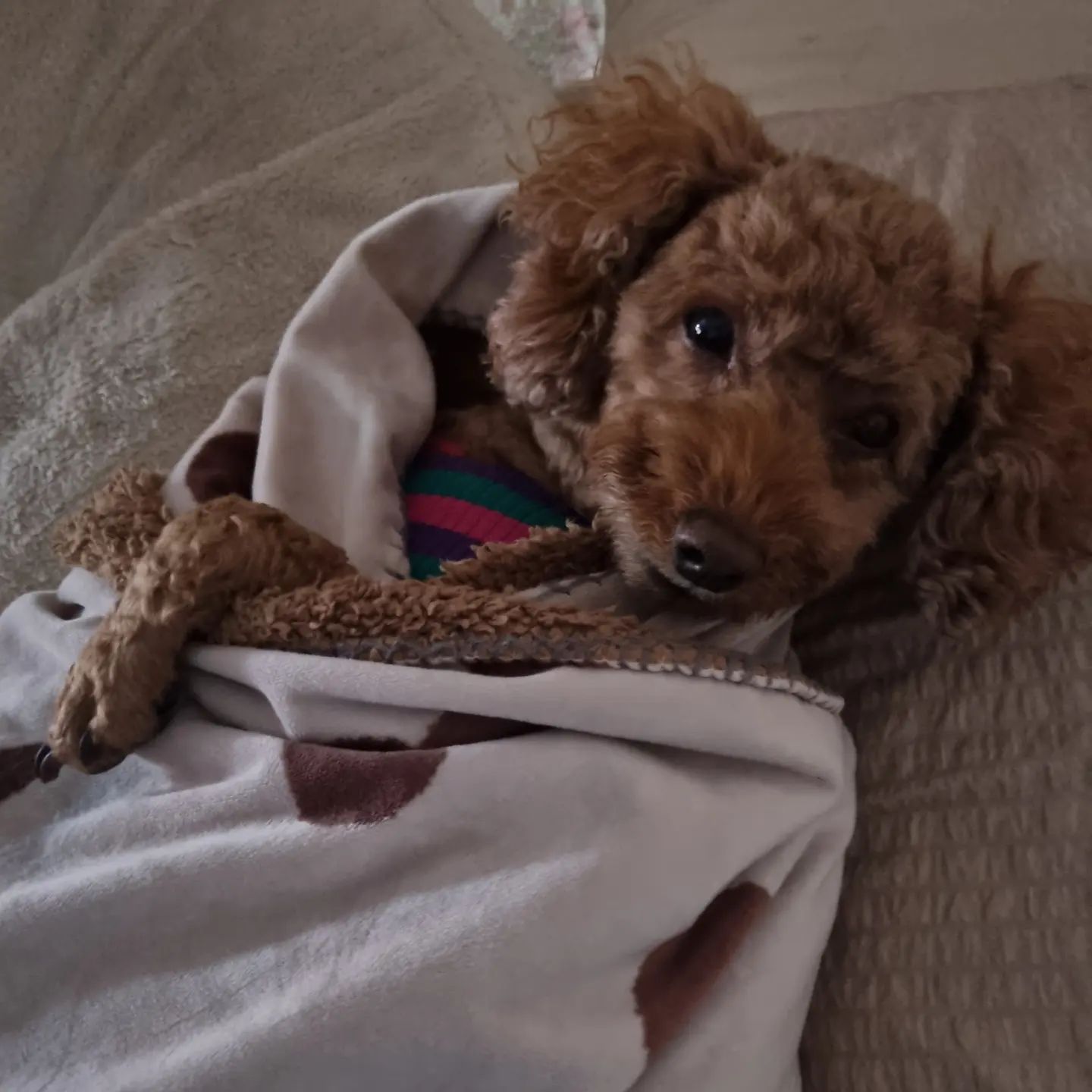 🐶
오눌따라 넘호 졸리네

#강아지그램 #강아지일상 #댕댕이그램 #강아지소통 #반려견그램 #반려견일상 #반려견산책 #반려견소통 #푸들그램 #푸들 #갈색푸들 #은별이 #은별 #평생가족