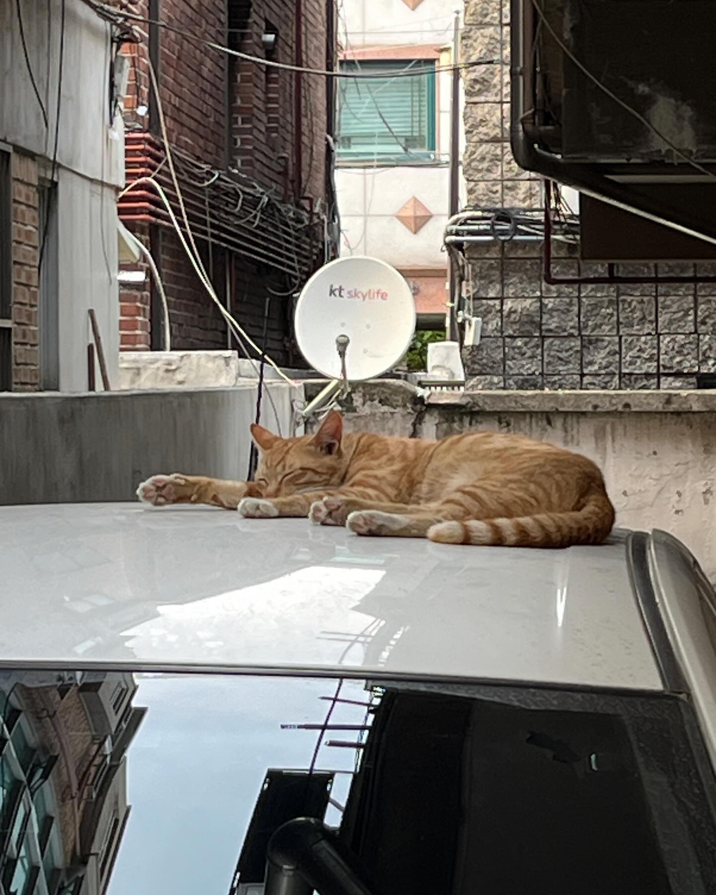 🍯🐱