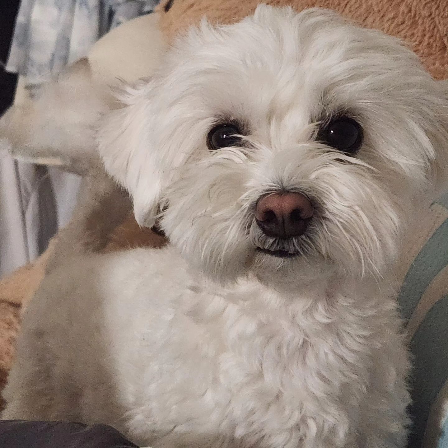콘텐츠