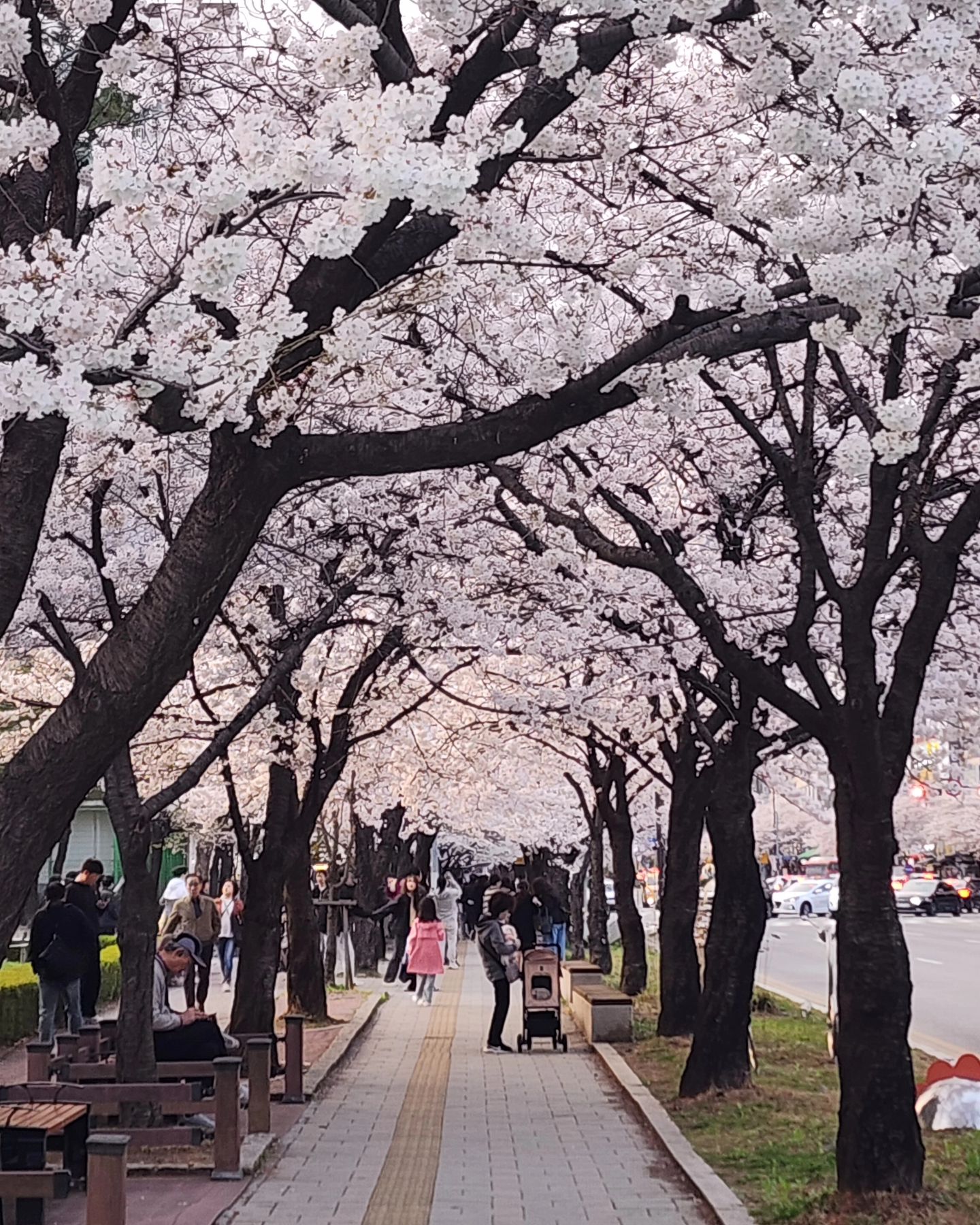 봄봄봄🌸

#봄 #봄나들이 #벚꽃 #벚꽃축제 #벚꽃명소 #수선화 #목련 #꽃놀이 #벚꽃길 #선팔 #맞팔해요 #맞팔환영